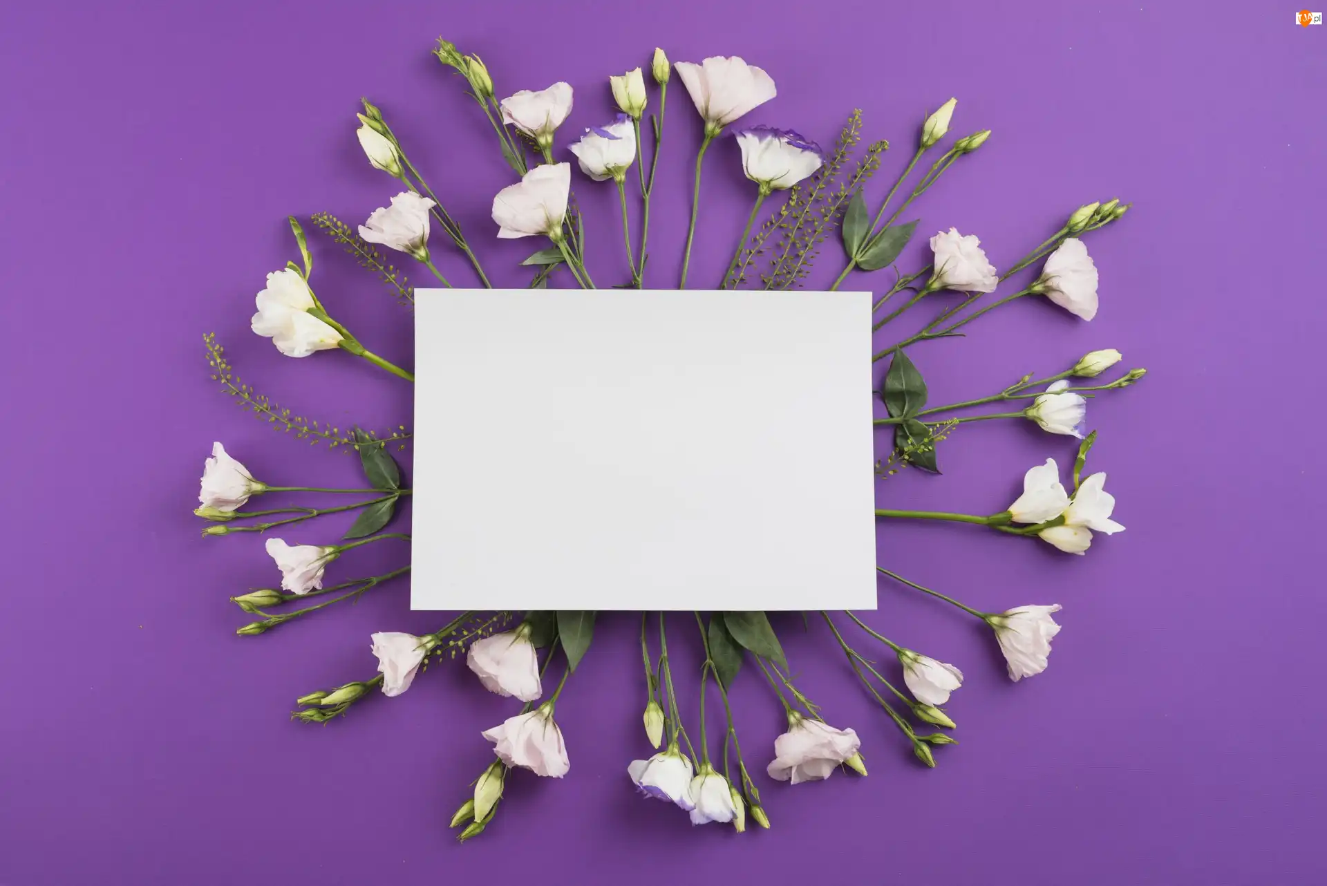 Białe, Eustoma, Tło, Kwiaty, Fioletowe, Kartka, Biała