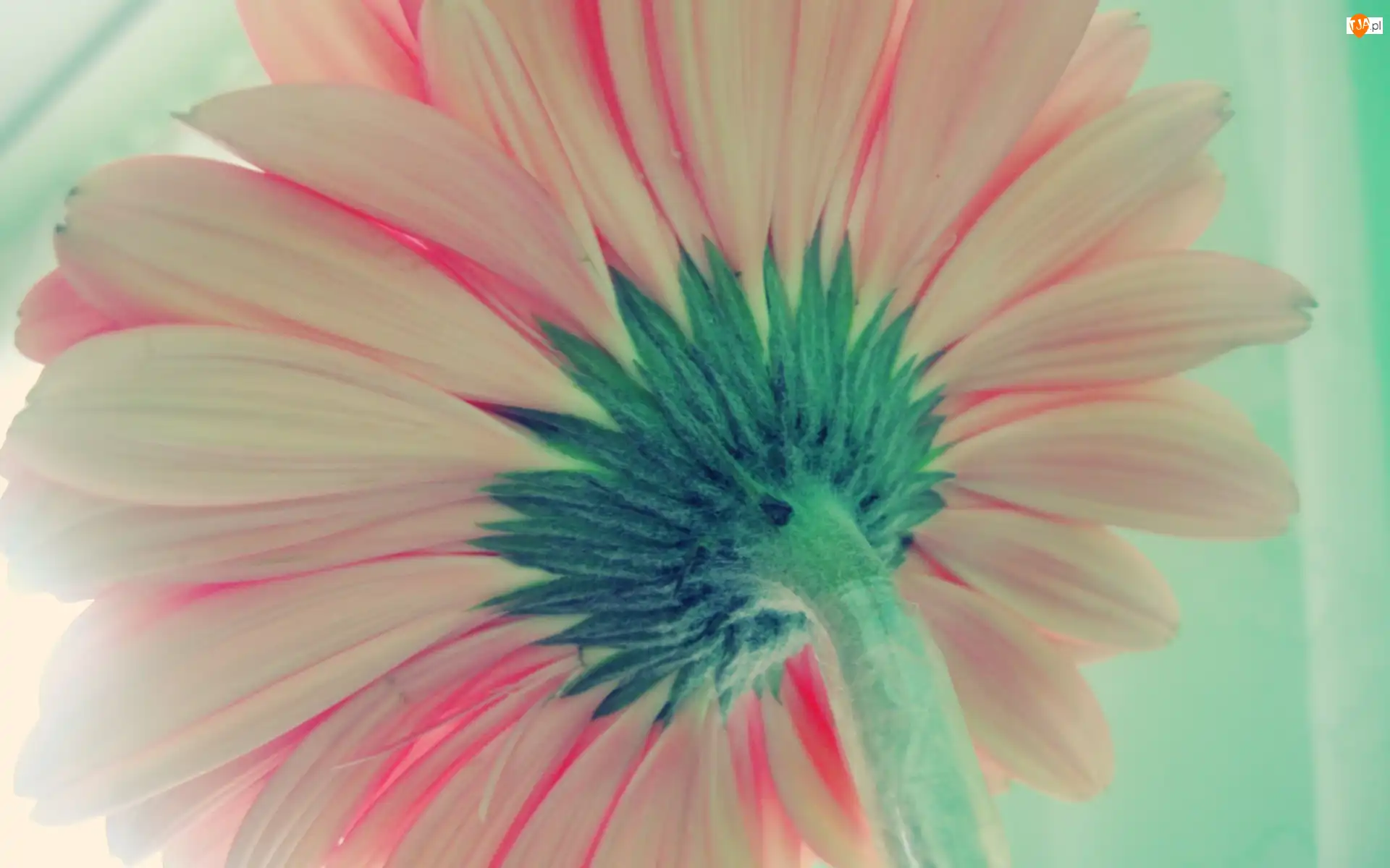 Gerbera, Kwiatek