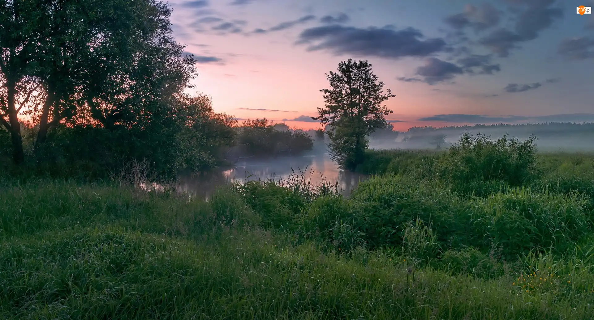 Jezioro, Drzewa, Mgła, Świt, Zarośla