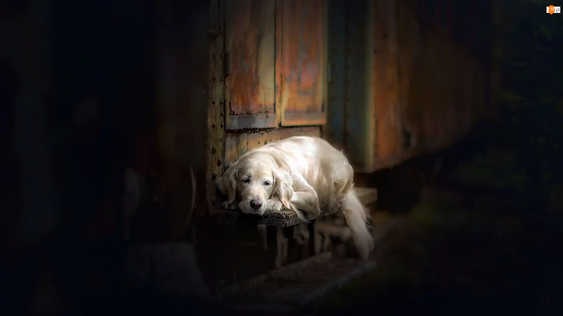 Ławka, Pies, Golden retriever