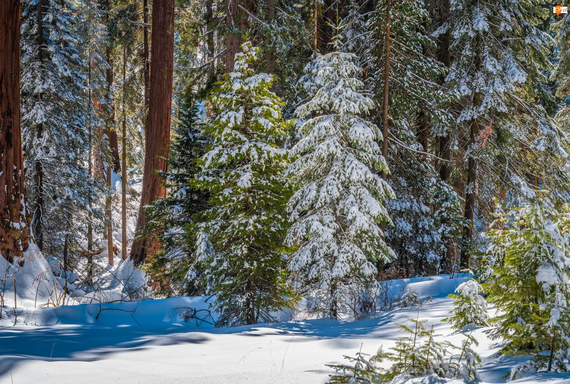 Stany Zjednoczone, Las, Kalifornia, General Grant Grove, Park Narodowy King Canyon, Ośnieżone, Drzewa, Zima, Sekwoje