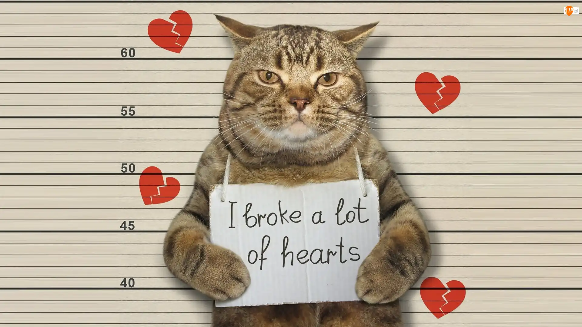 Napis, Serca, Kartka, Kot, I broke a lot of hearts