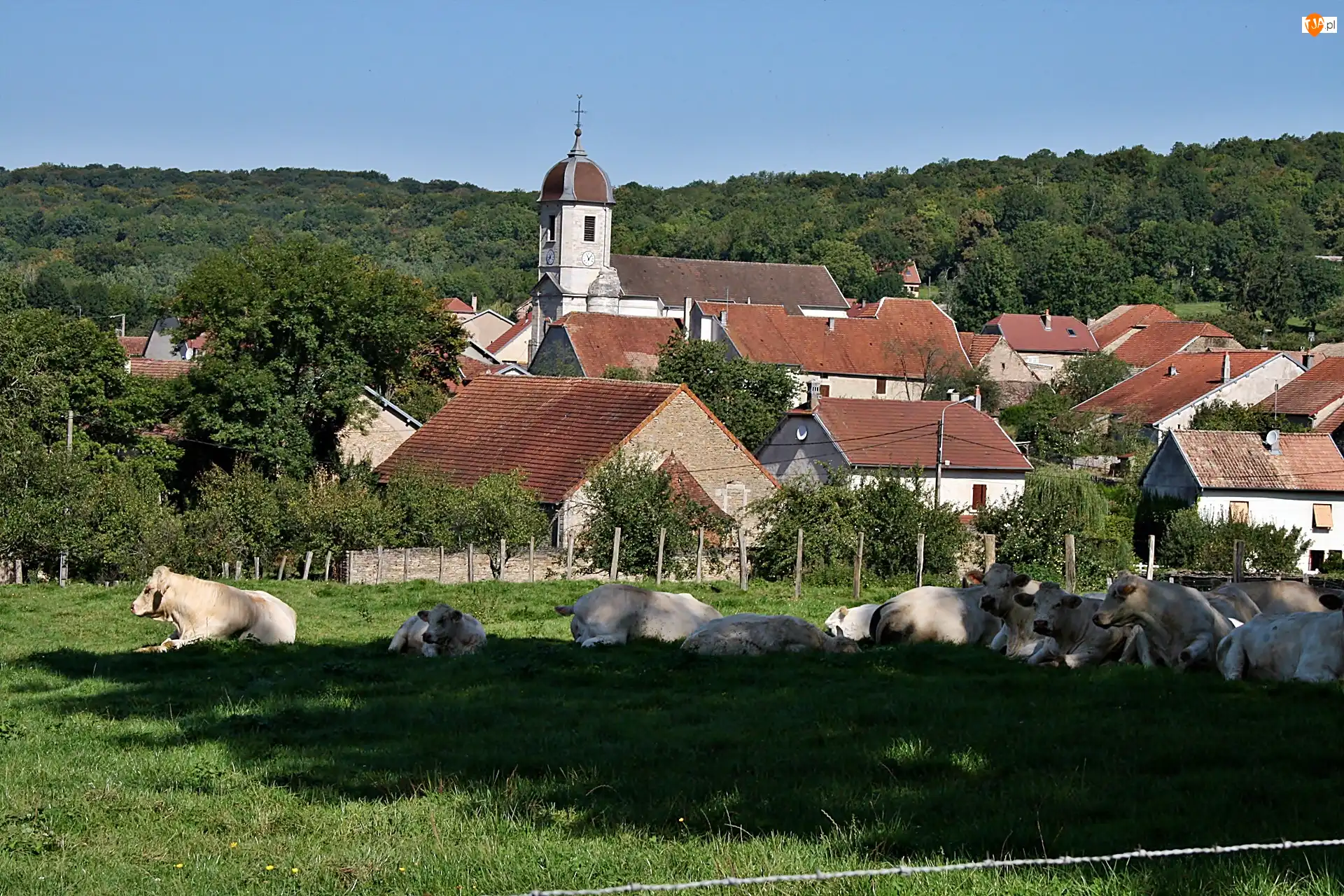 Village, Borey, Kościół, Krowy, Domy, Pastwisko