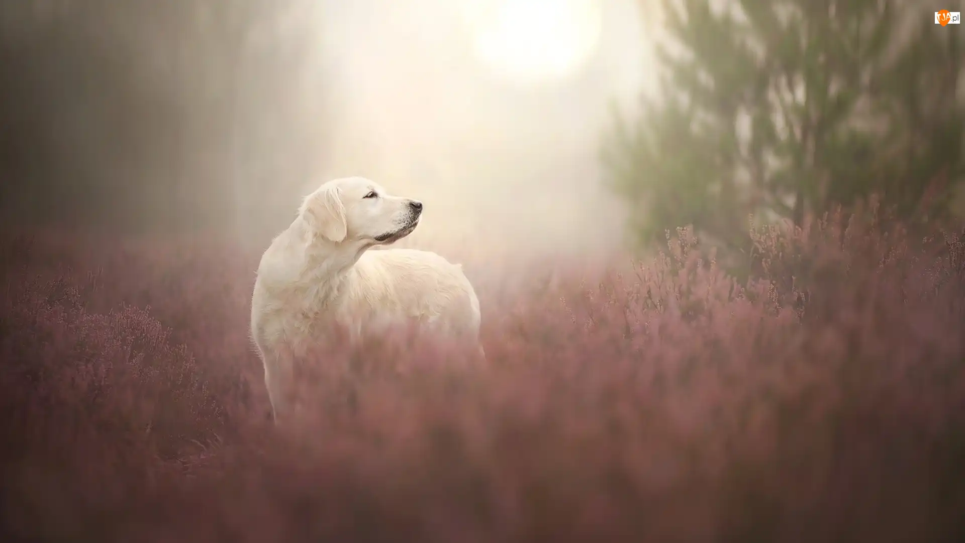 Wrzosy, Golden retriever