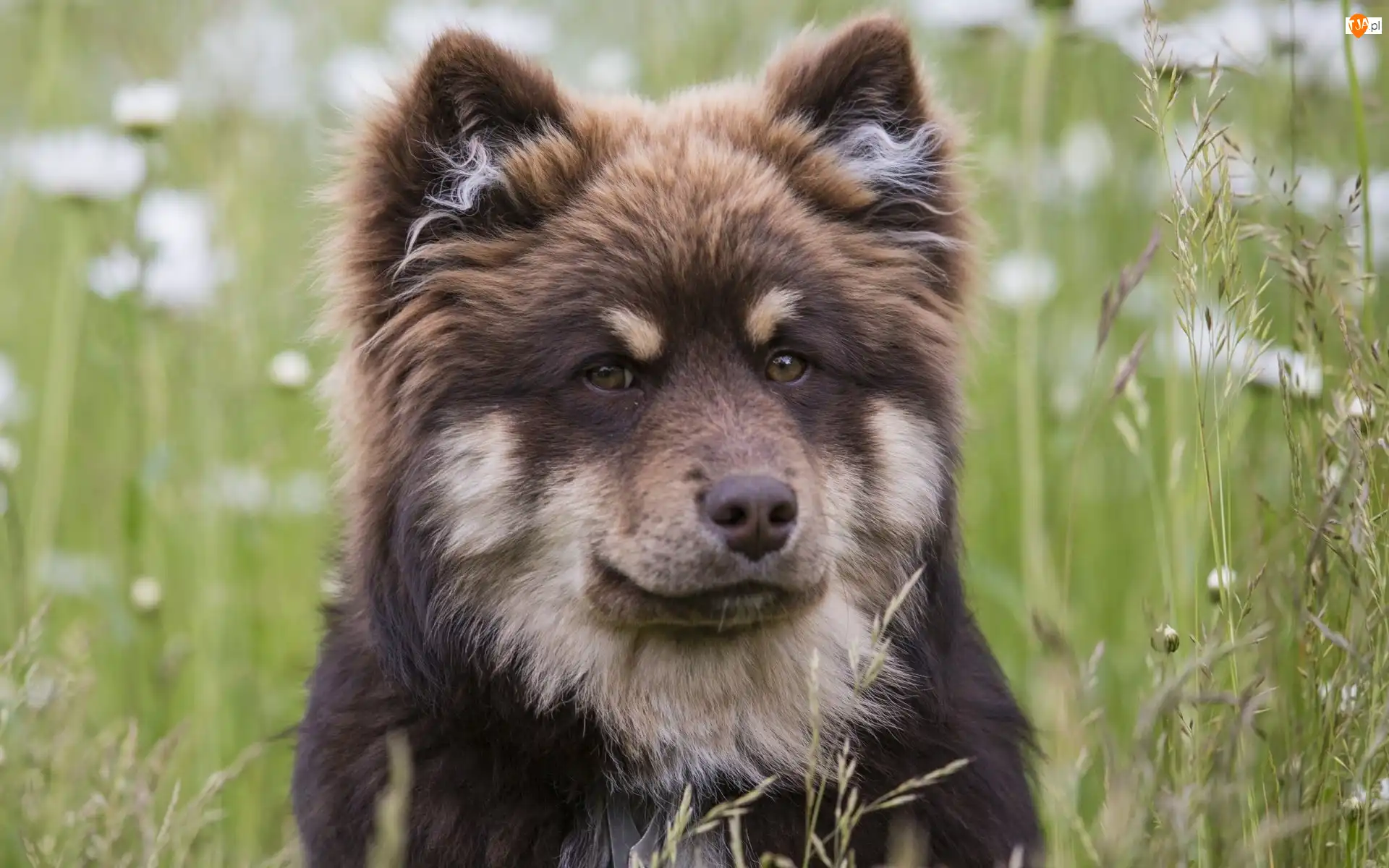 Fiński lapphund, Łąka, Pies