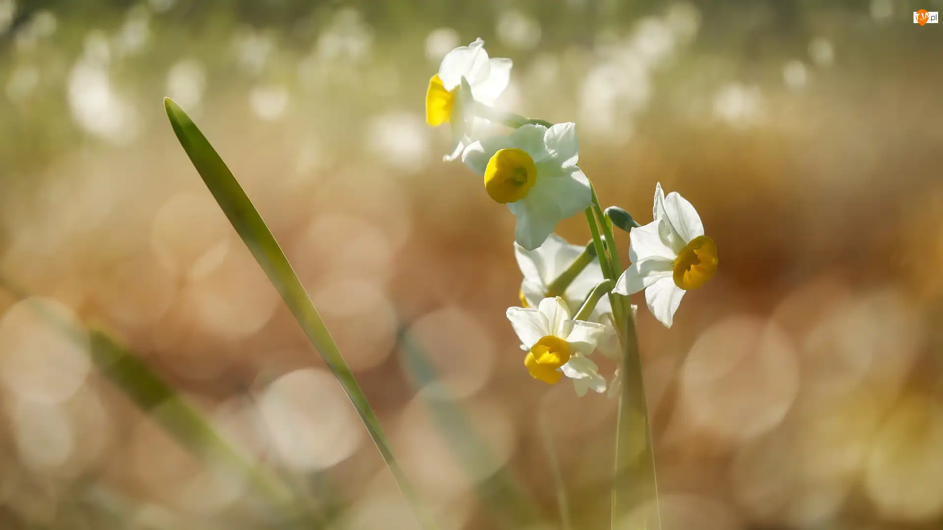 Bokeh, Narcyzy wielokwiatowe, Listki