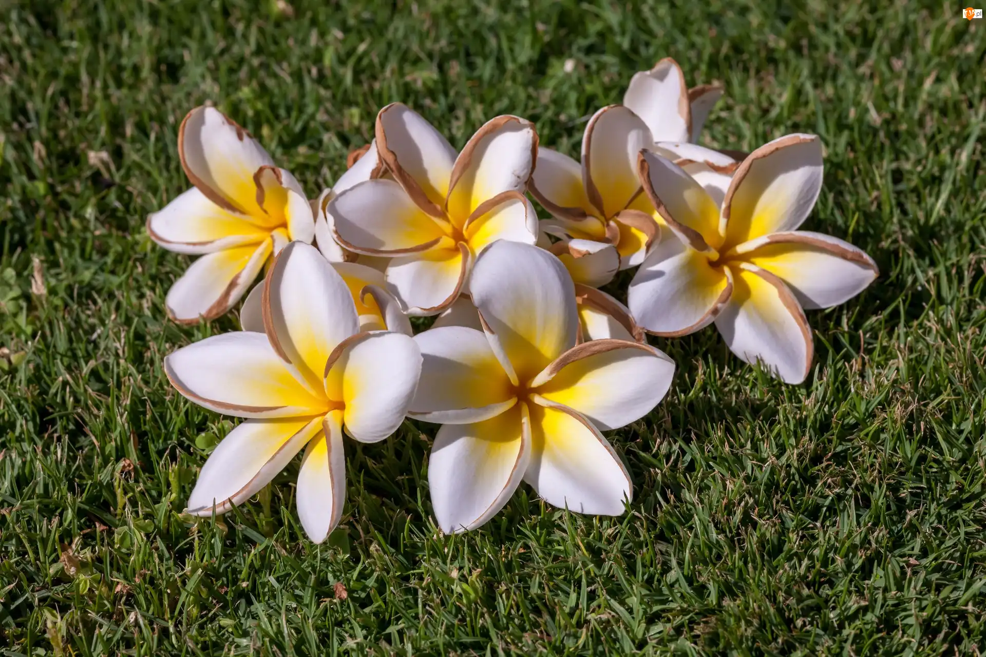 Trawa, Kwiaty, Plumeria