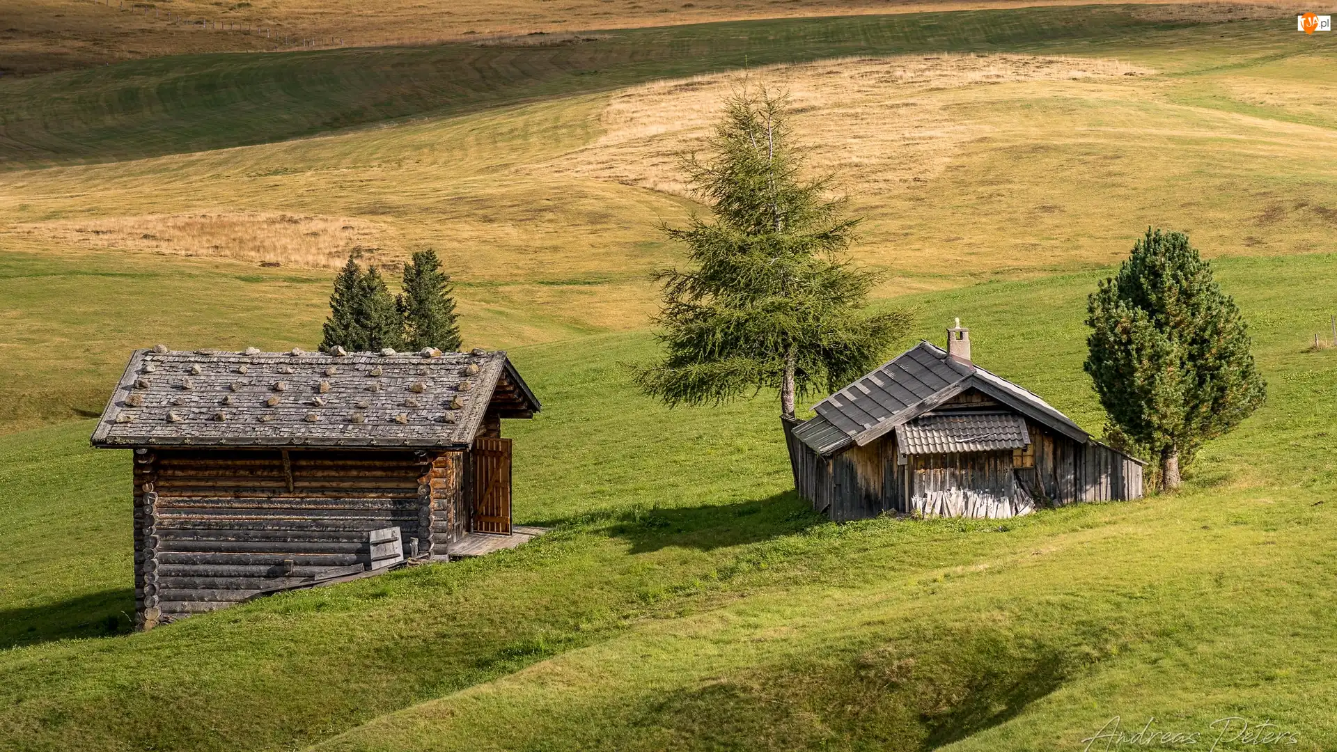 Włochy, Seiser Alm, Drzewa, Drewniane, Domki, Dolina Val Gardena, Wzgórza, Płaskowyż, Łąki
