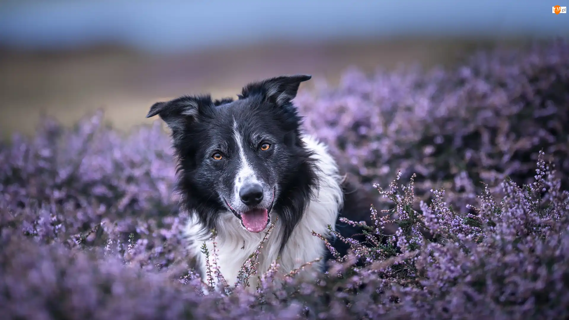 Wrzosy, Pies, Czarno-biały, Border collie