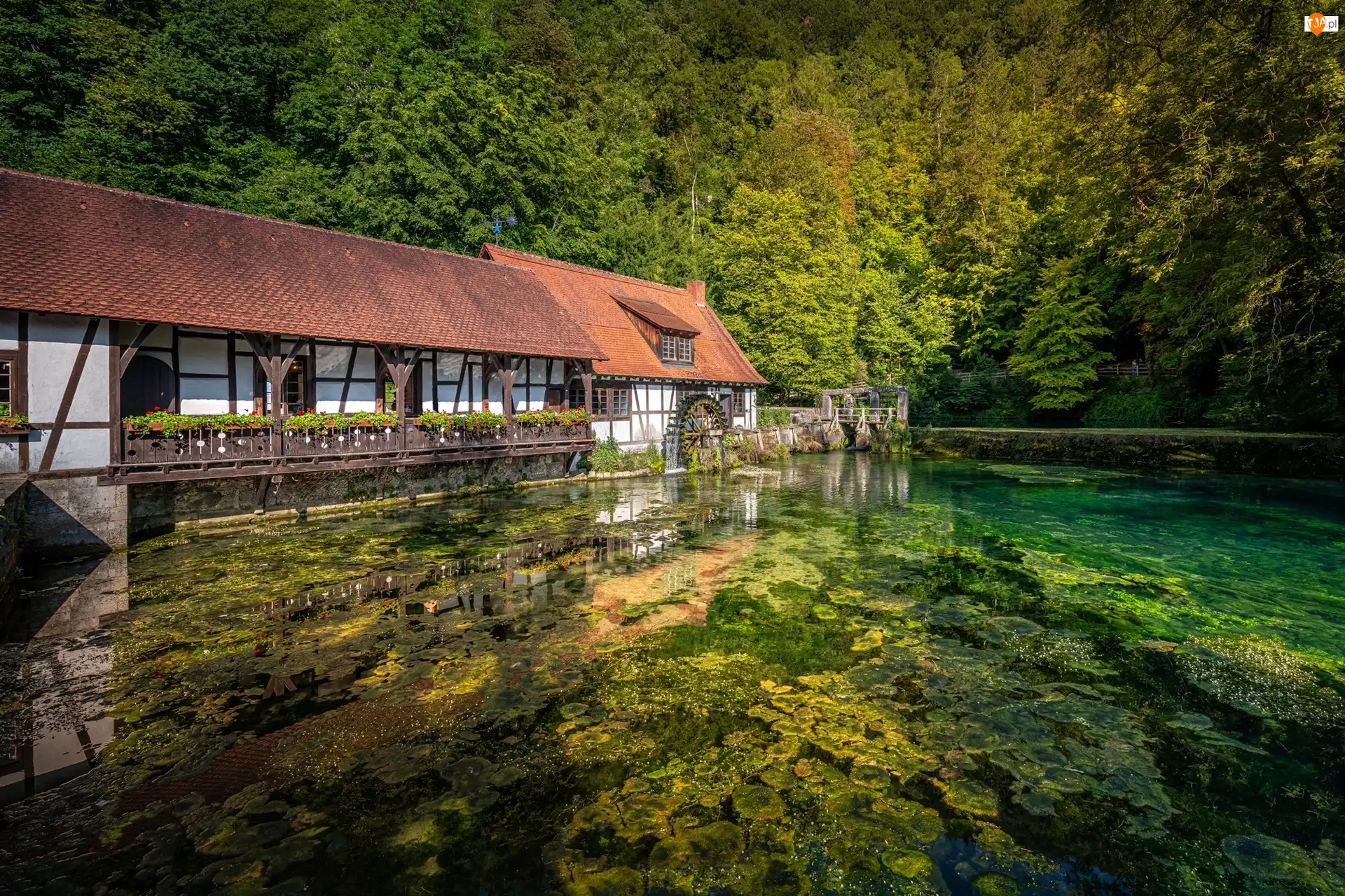 Młyn, Las, Staw