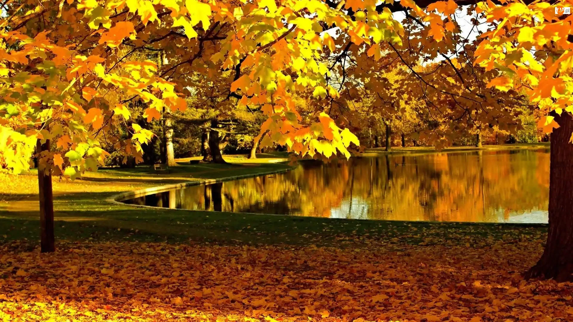 Słoneczna, Park, Liście, Złota, Drzewa, Staw, Jesień, Ławki