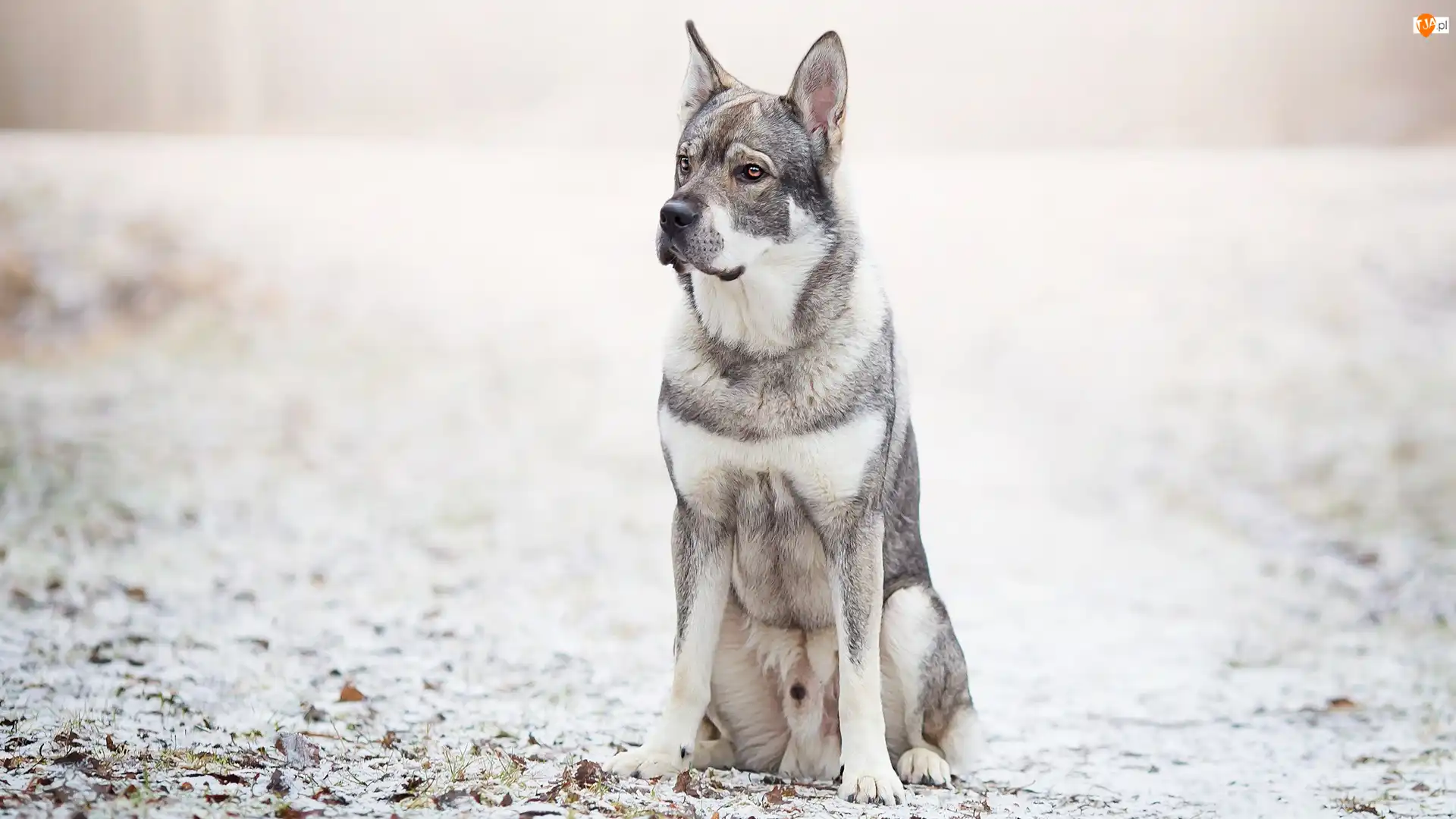 Szwedzki elkhund, Pies, Śnieg, Tło, Liście, Rozmyte