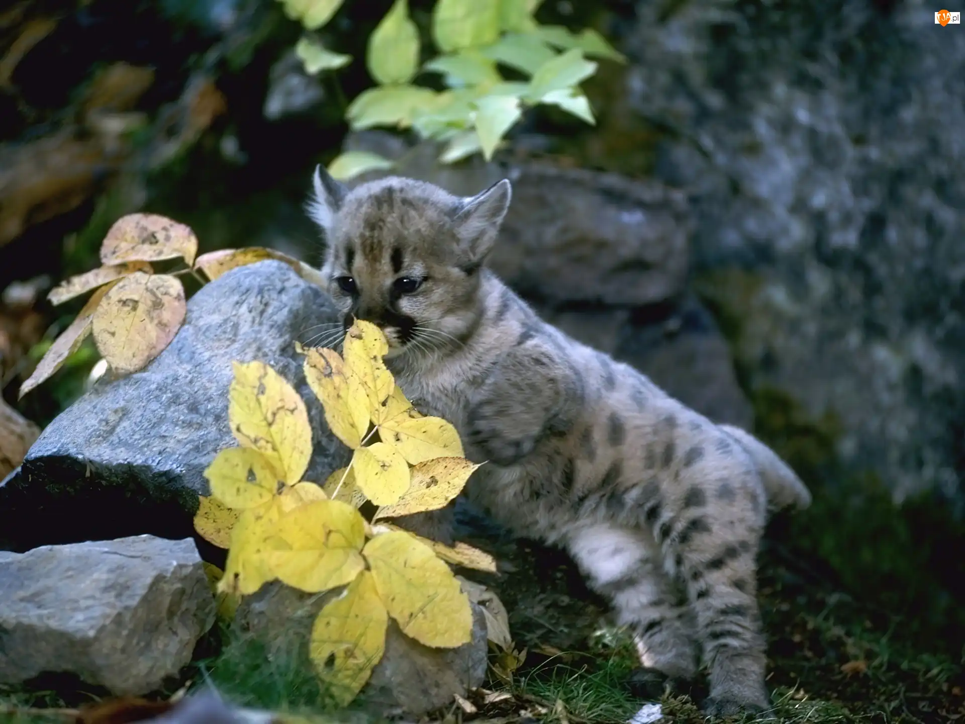 Liście, Mała, Puma, Skały