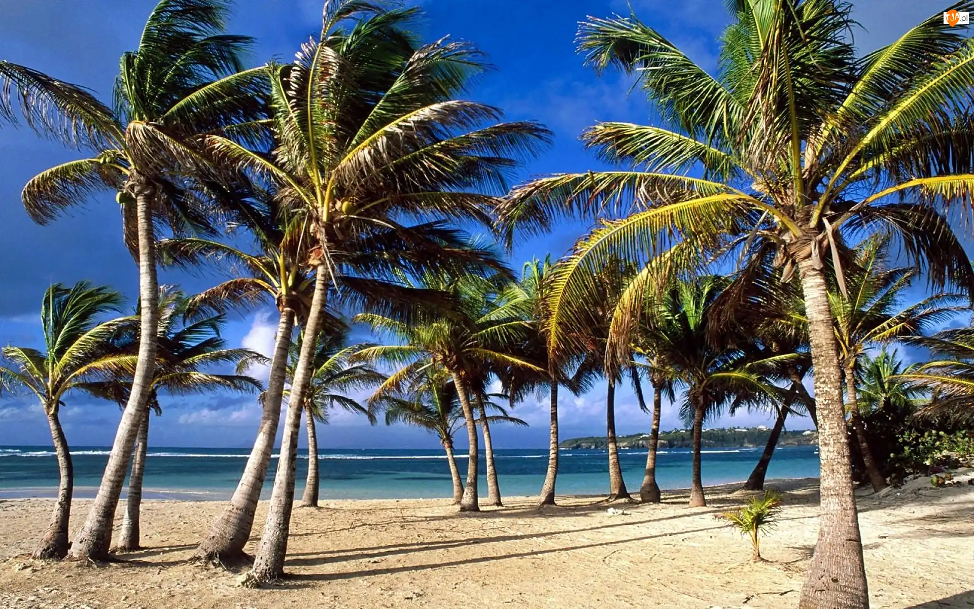 Morze, Palmy, Wyspa, Gwadelupa, Plaża