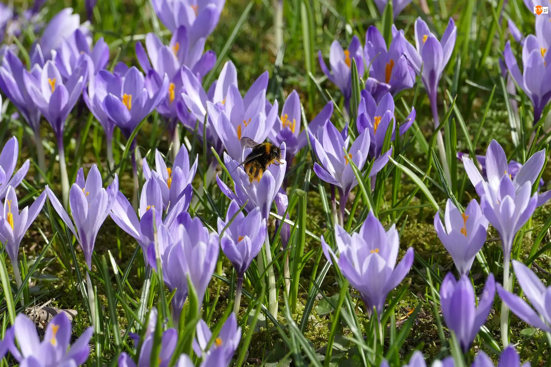 Owad, Fioletowe, Krokusy, Trzmiel