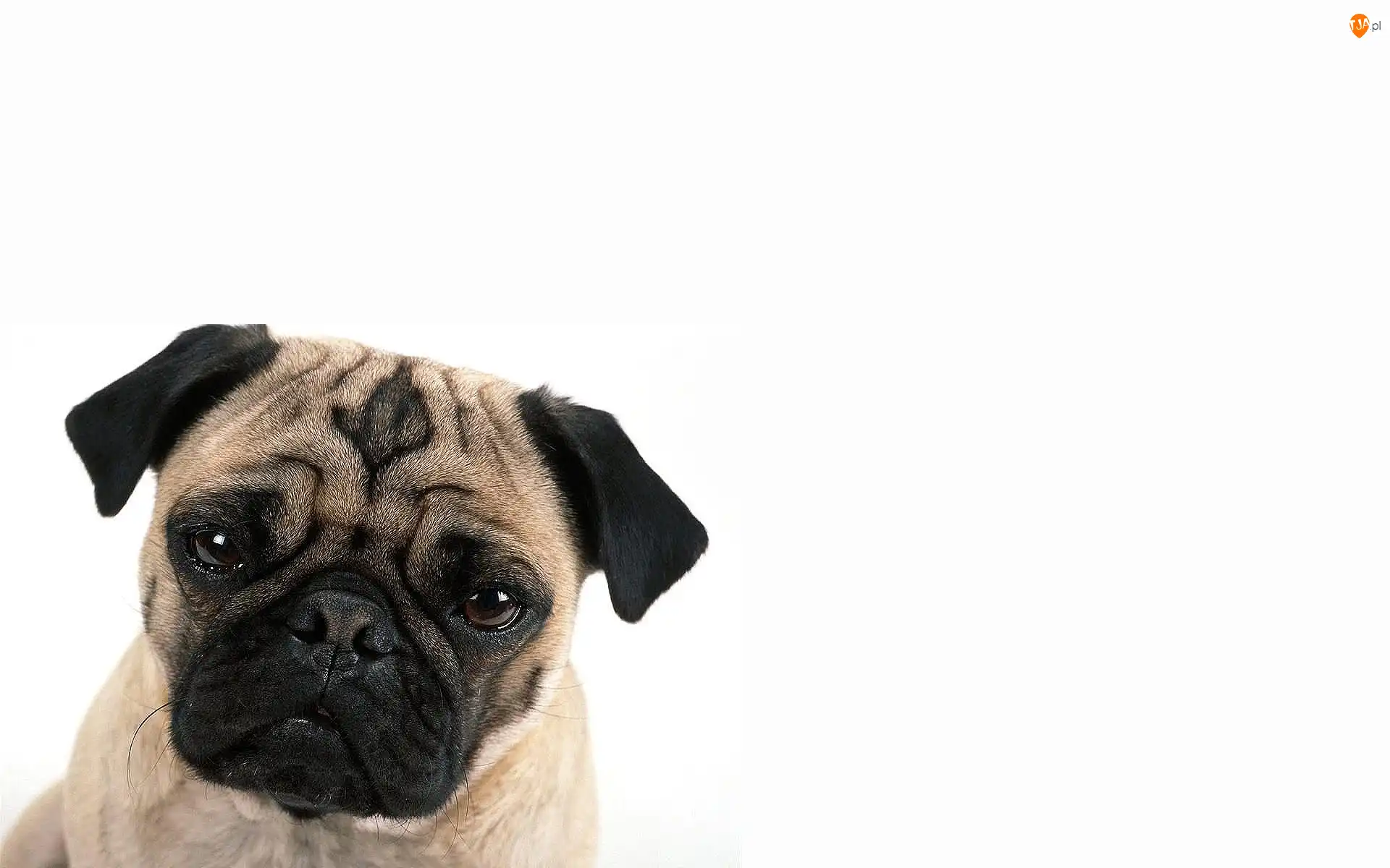 Mops, Młody, Pies