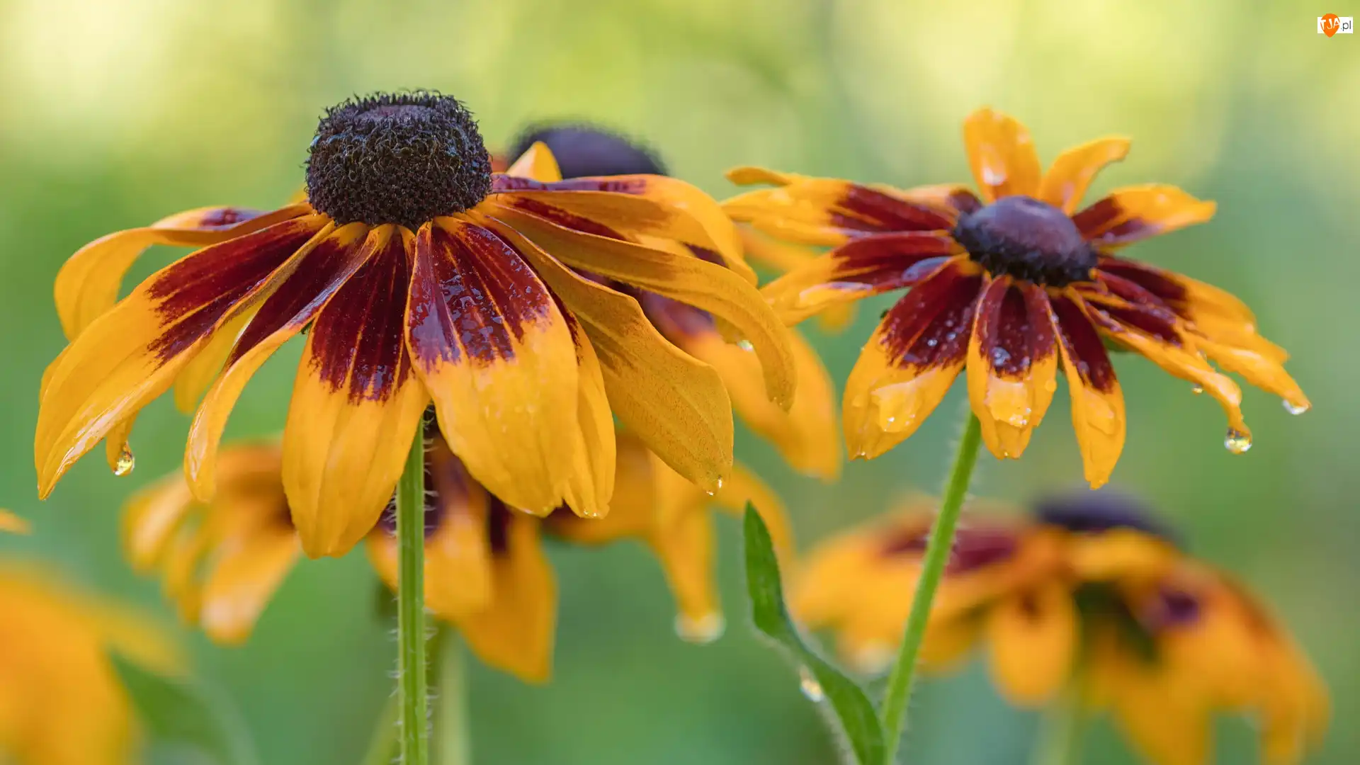 Kwiaty, Zbliżenie, Mokre, Żółte, Rudbekia