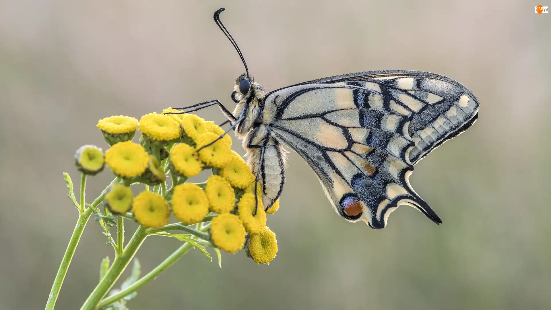 Żółte, Wrotycz, Paź królowej, Motyl, Kwiaty