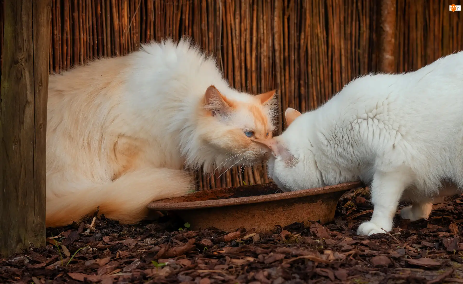 Miska, Koty
