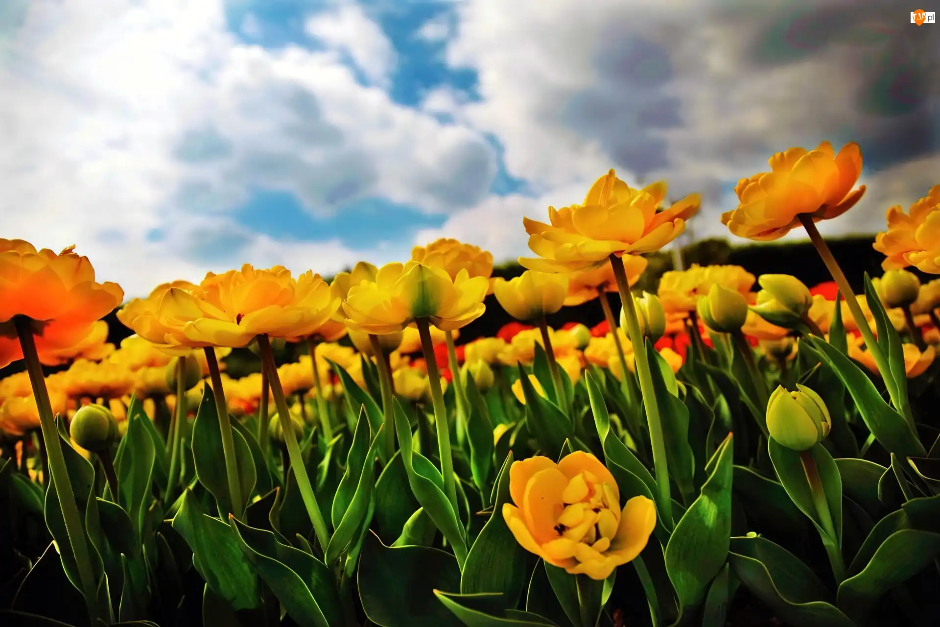 Niebo, Żółte, Tulipany