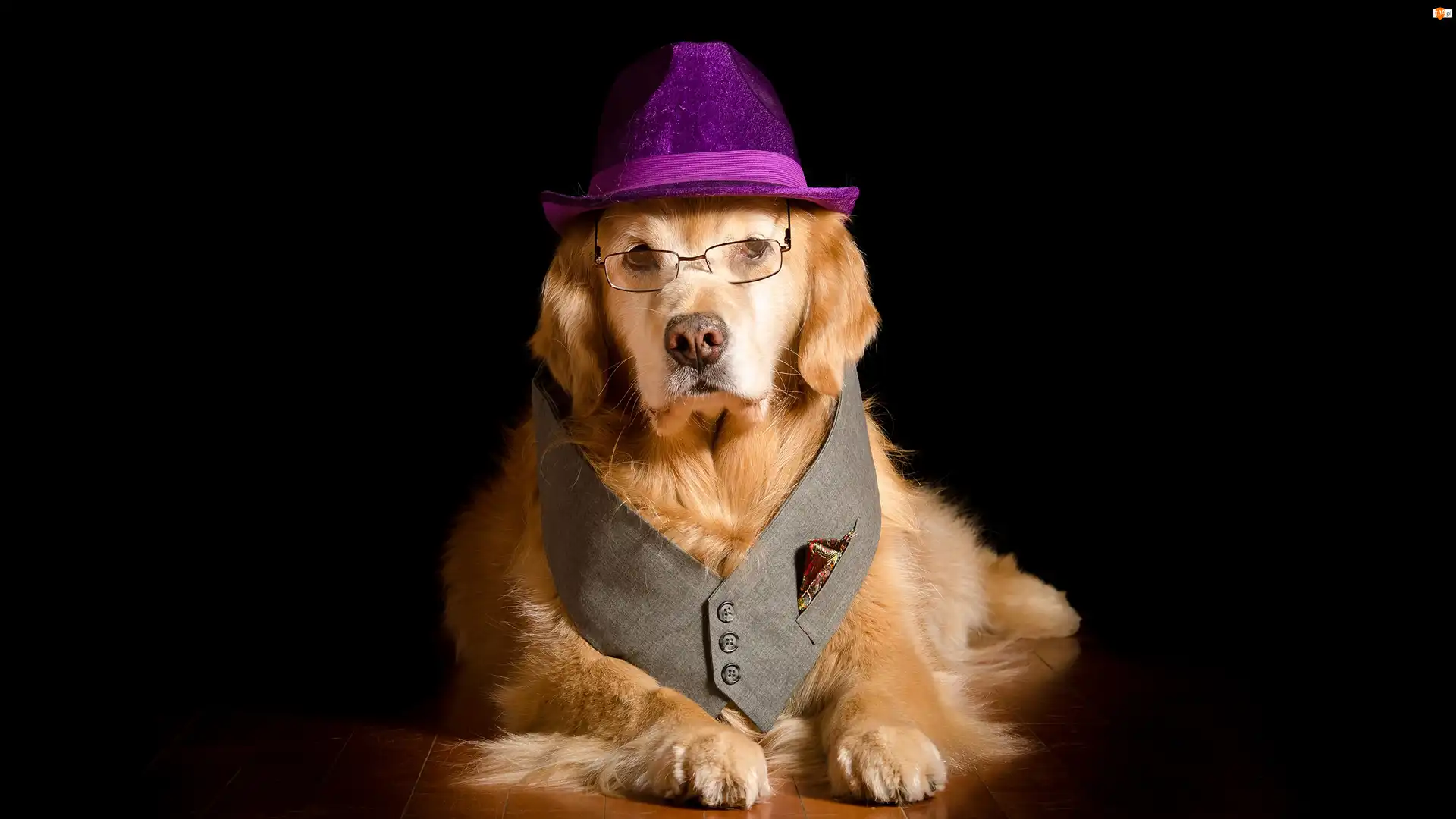 Kapelusz, Kamizelka, Golden retriever, Pies, Okulary