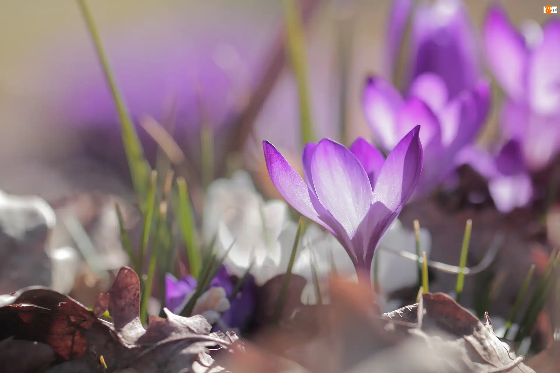 Liście, Fioletowy, Krokus