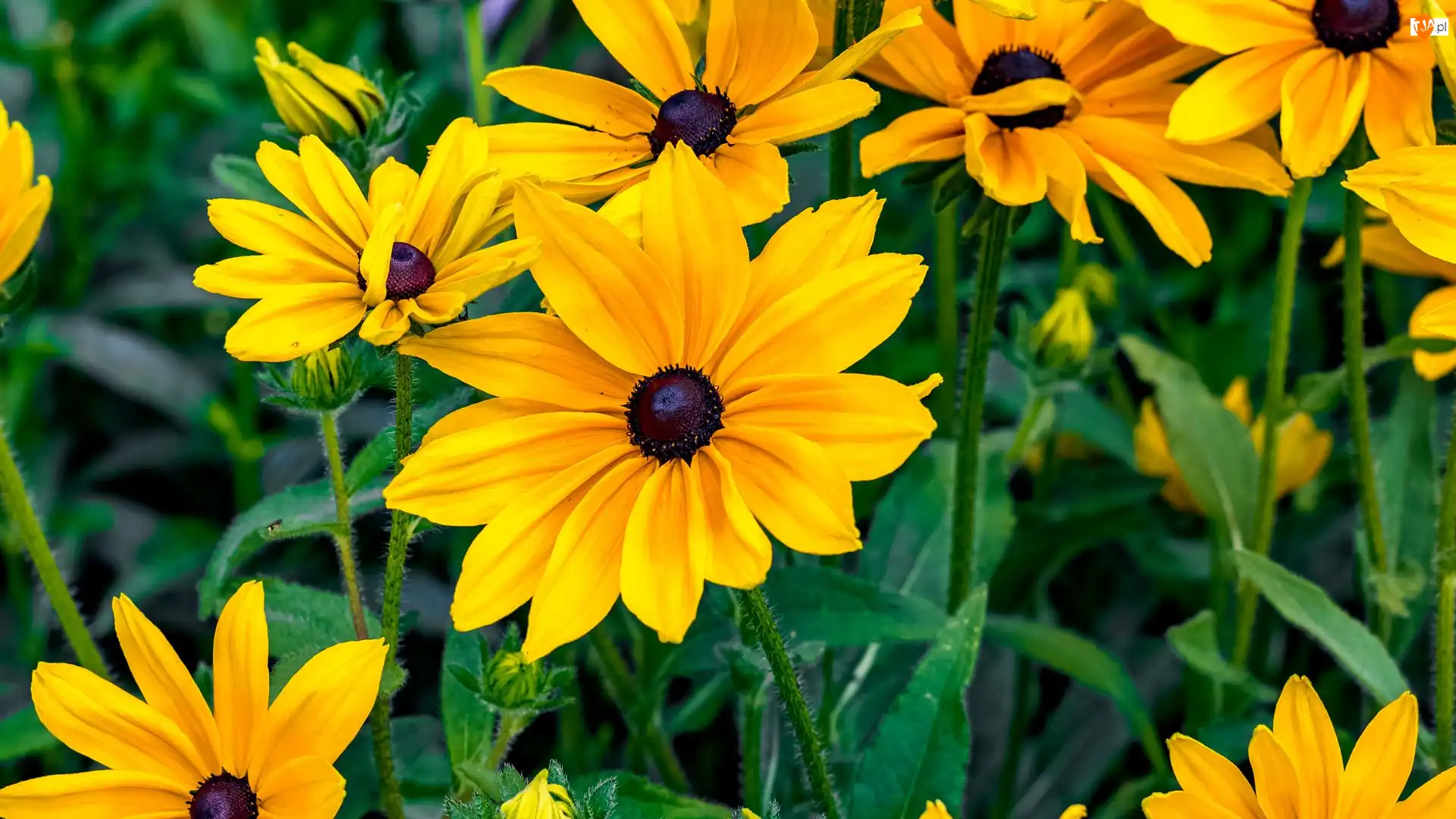Żółte, Kwiaty, Płatki, Liście, Rudbekia, Pąki