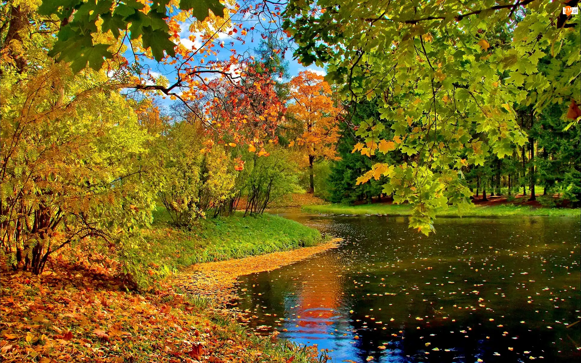 Jesień, Park, Staw