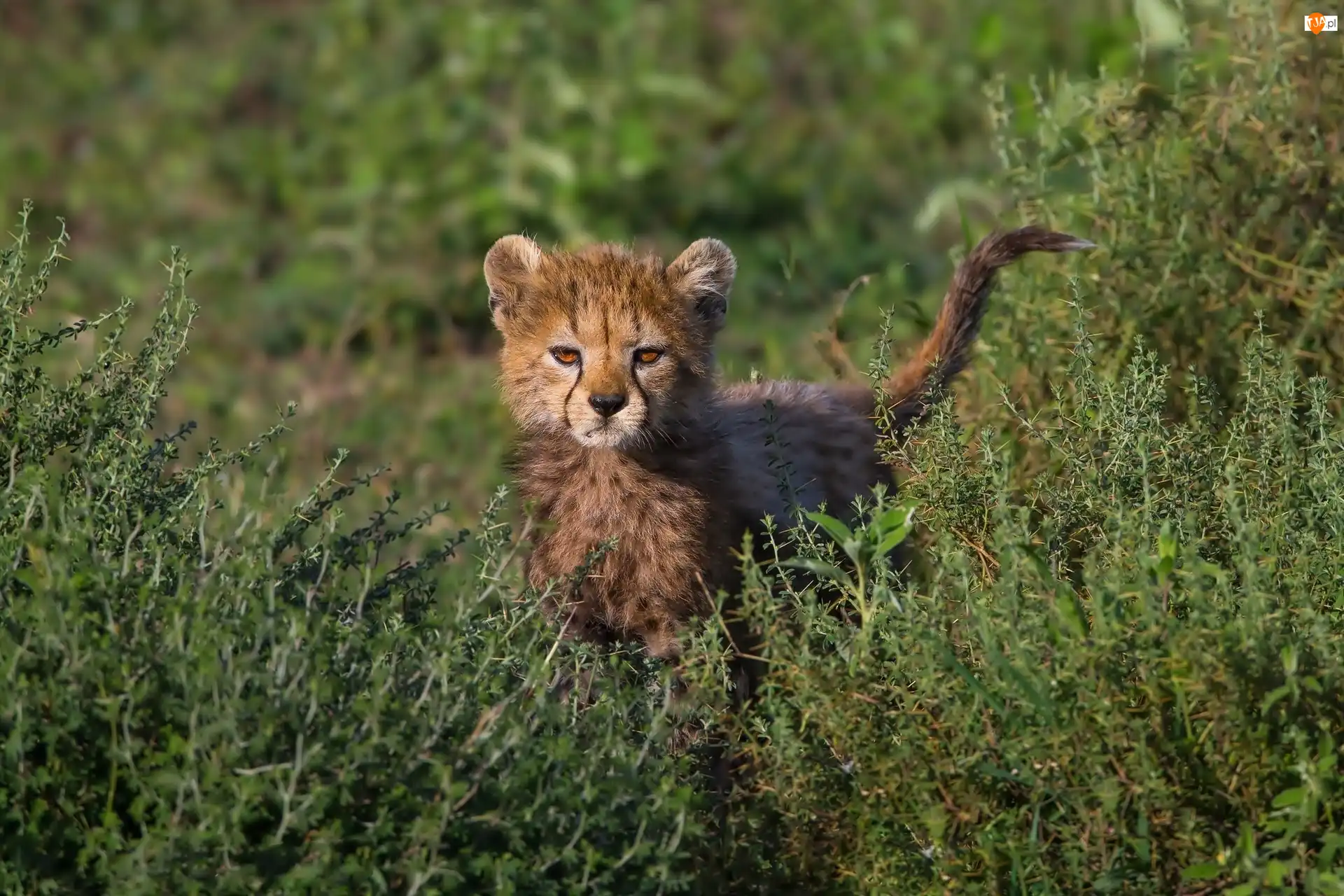 Roślinność, Mały, Gepard
