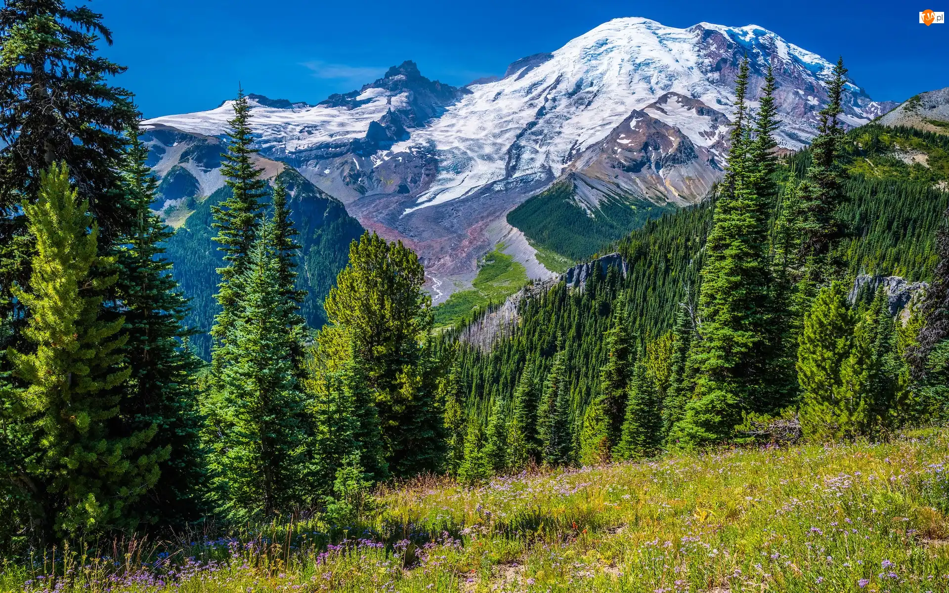 Stany Zjednoczone, Łąka, Park Narodowy Mount Rainier, Kwiaty, Góry, Ośnieżone, Drzewa, Stratowulkan Mount Rainier, Świerki, Stan Waszyngton