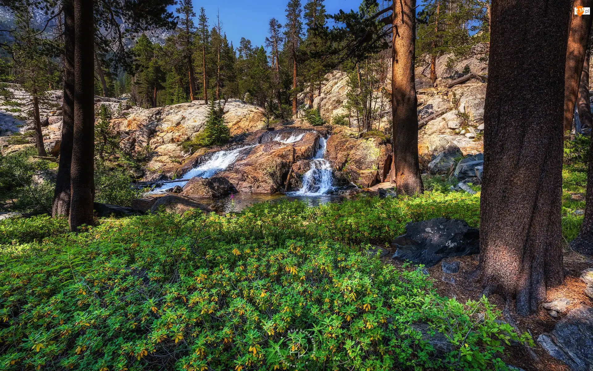 Shadow Creek, Las, Skały, Kalifornia, Drzewa, Rzeka, Stany Zjednoczone, Rośliny