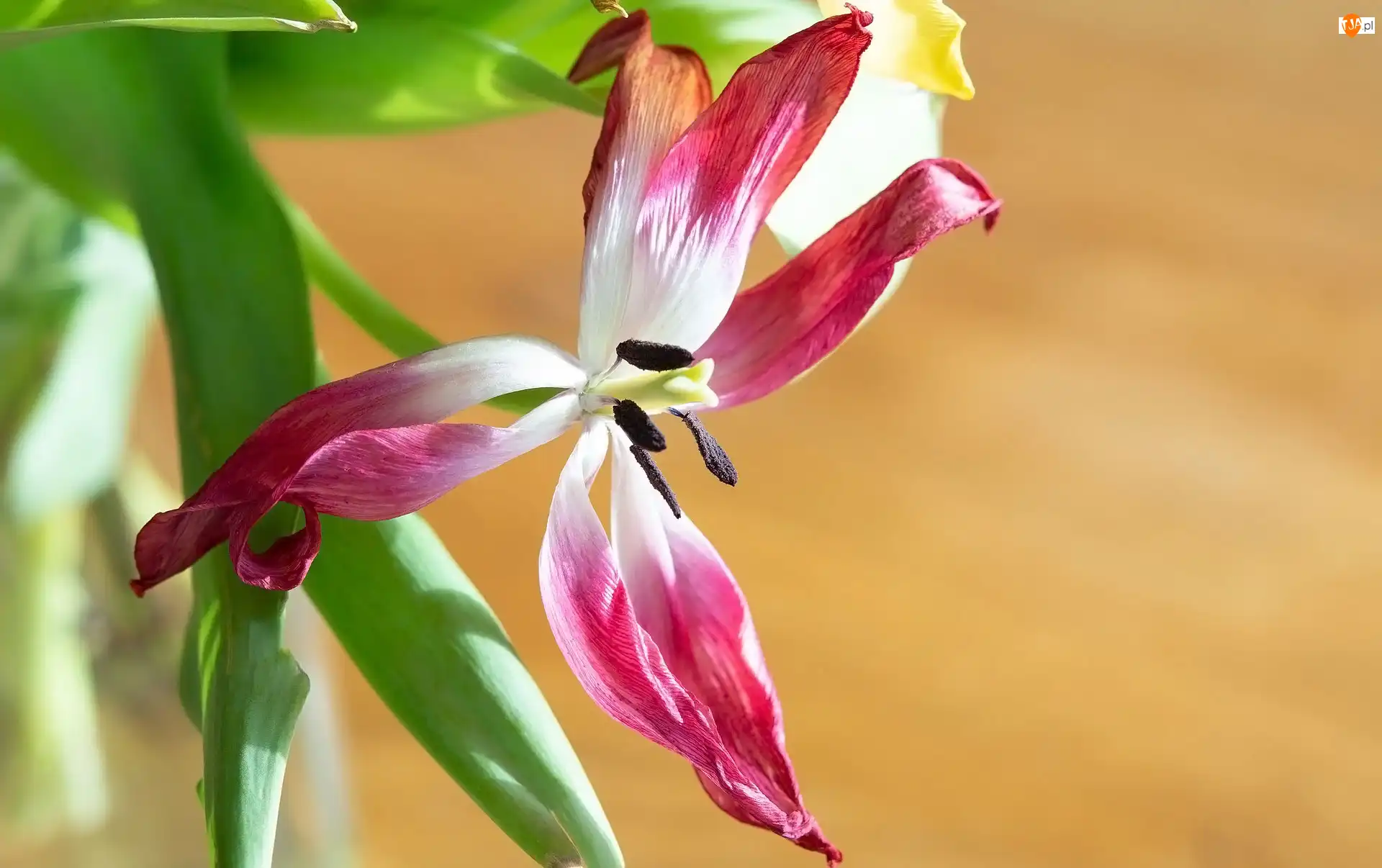Liście, Kwiaty, Tulipan