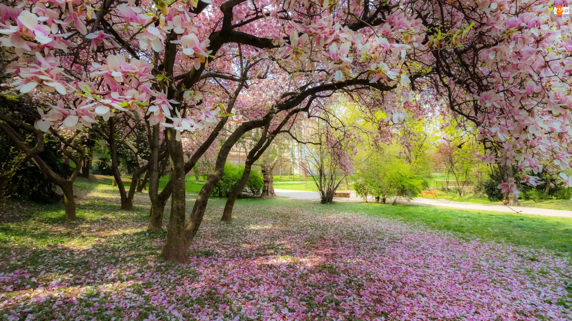 Magnolia, Park, Kwitnąca