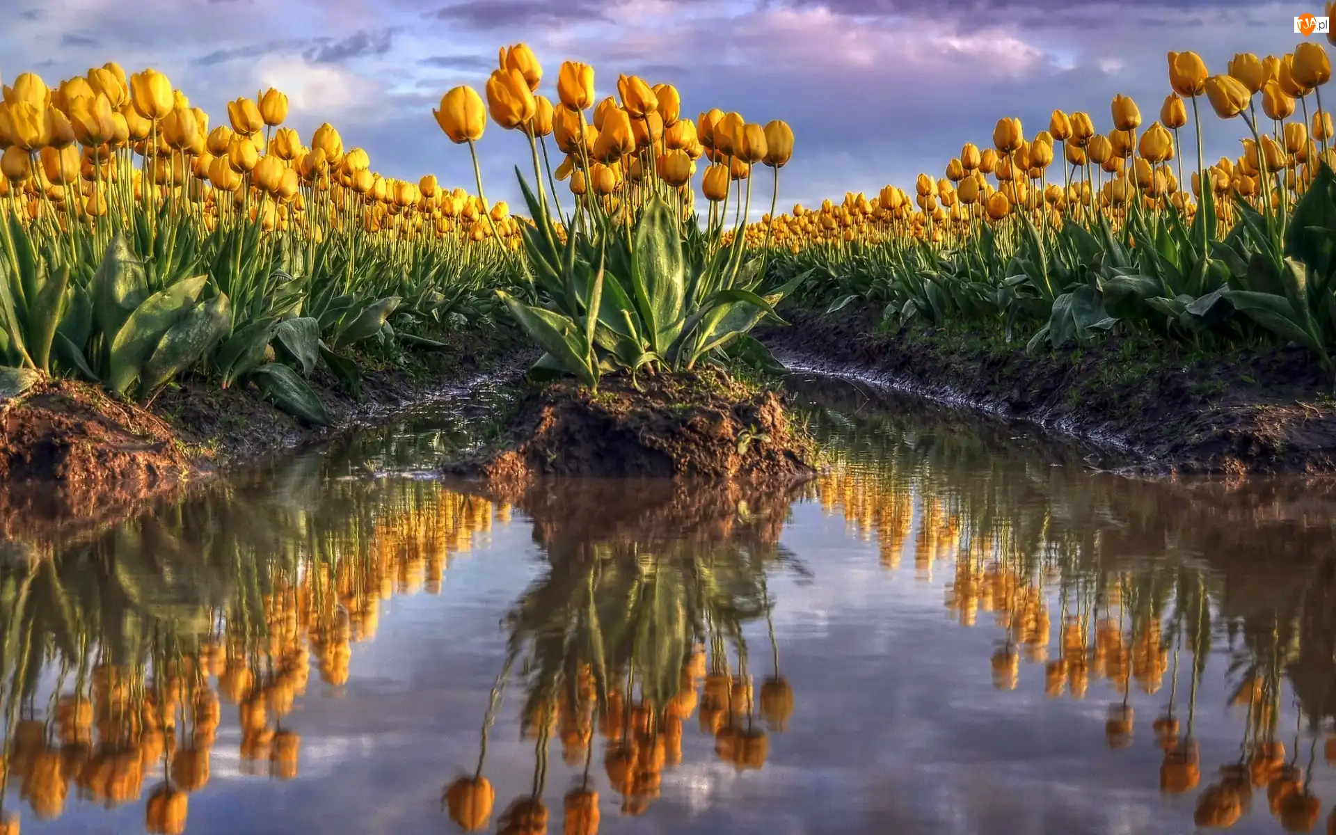 Pole, Żółte, Tulipany