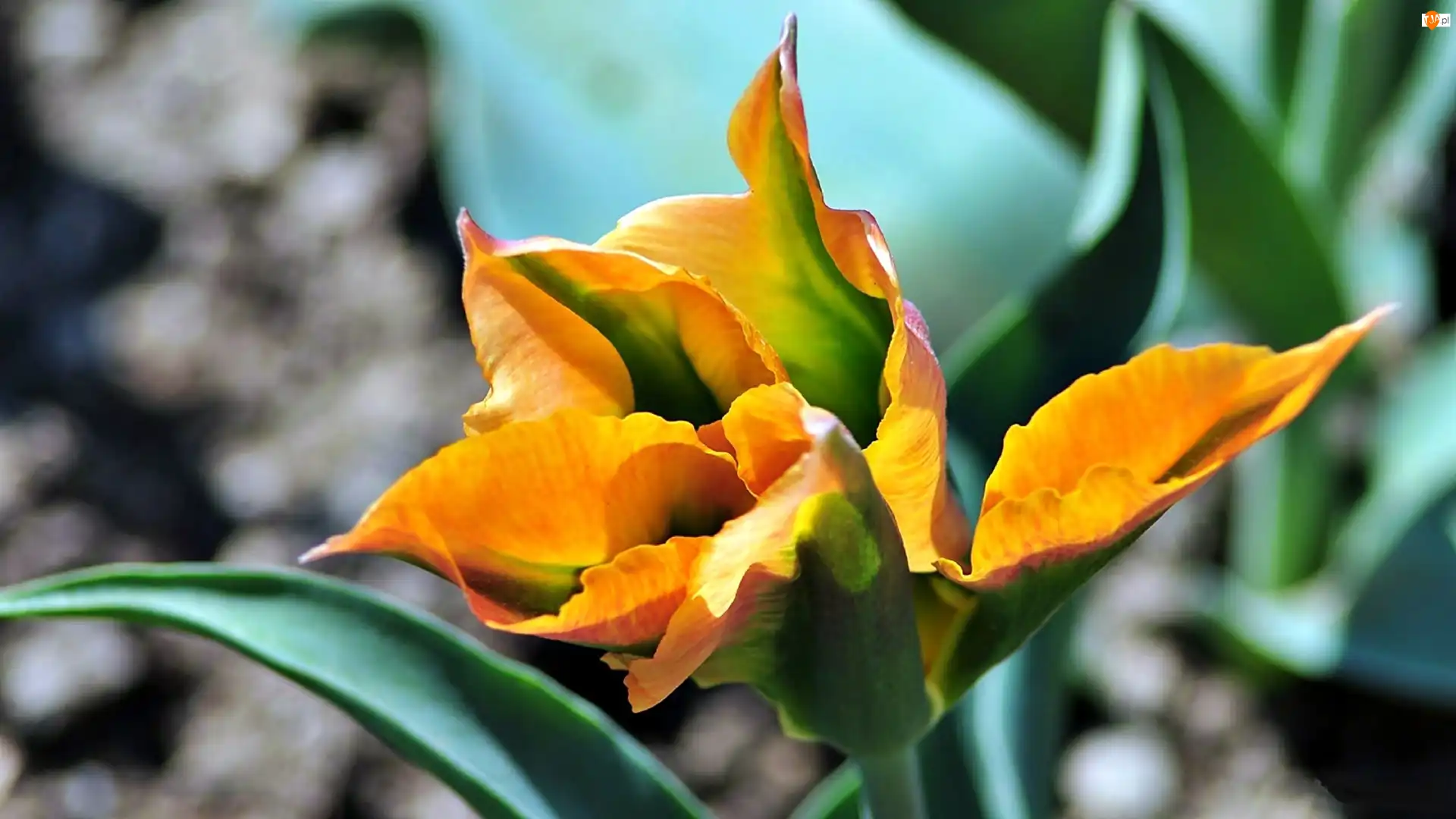 Rozmycie, Tulipan, Żółty, Kwiat