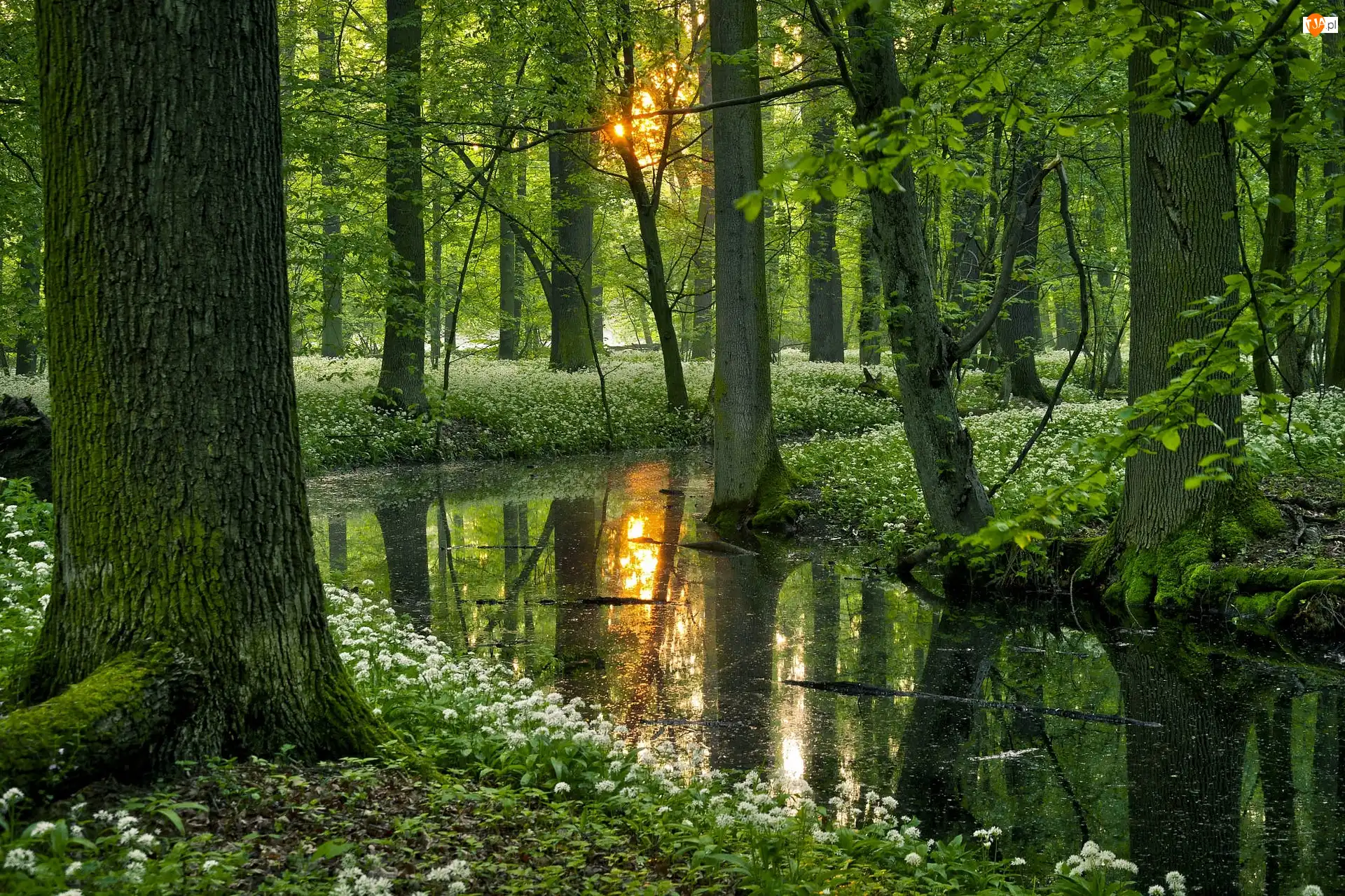 Liście, Drzewa, Pnie, Wiosna, Kwiaty, Las, Gałęzie, Zarośla, Słońce, Staw, Odbicie, Czosnek niedźwiedzi