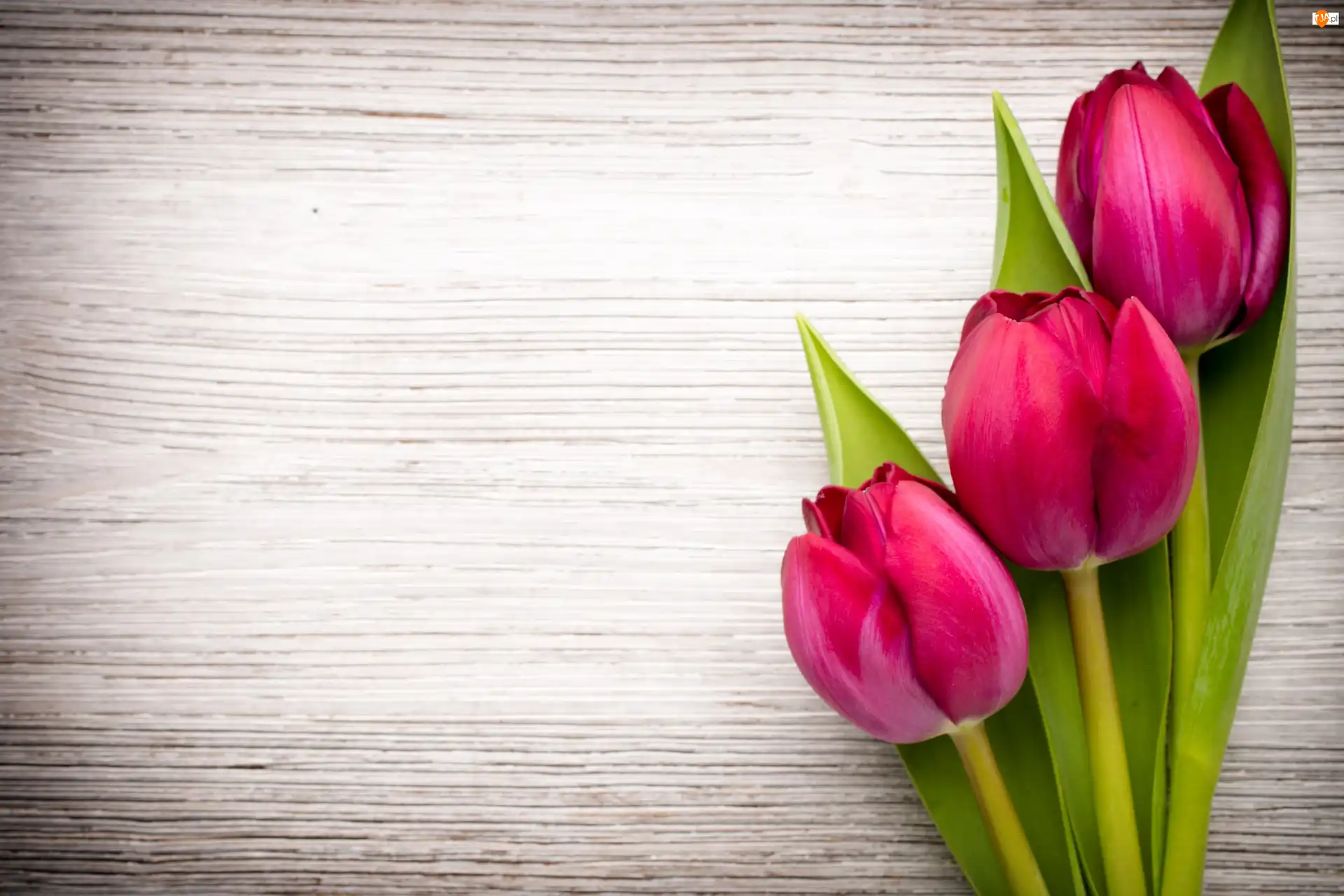 Tulipany, Kwiaty, Trzy