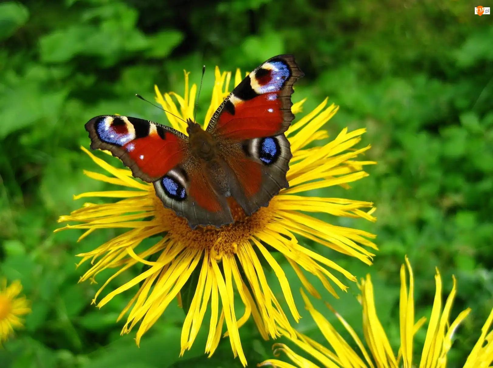 Kwiaty, Żółte, Motyl, Pawik, Kolorowy, Rusałka