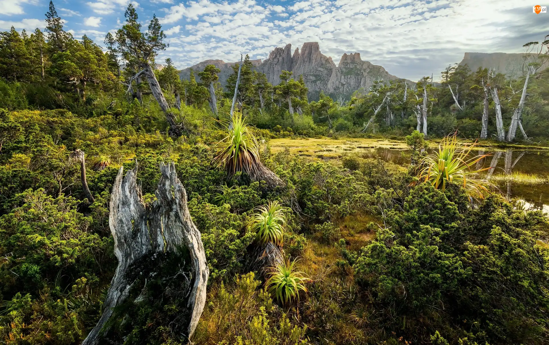 Drzewa, Góry Ducane Range, Góra Mount Geryon, Australia, Rośliny, Tasmania