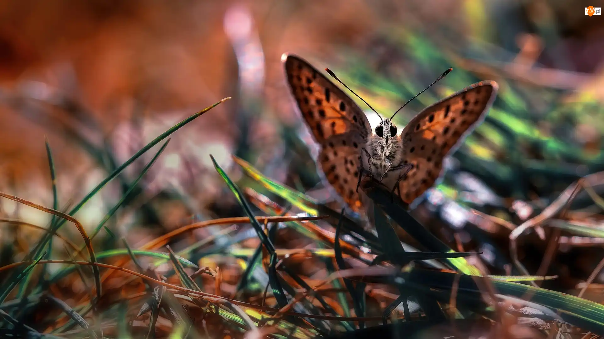 Trawy, Motyl, Źdźbła