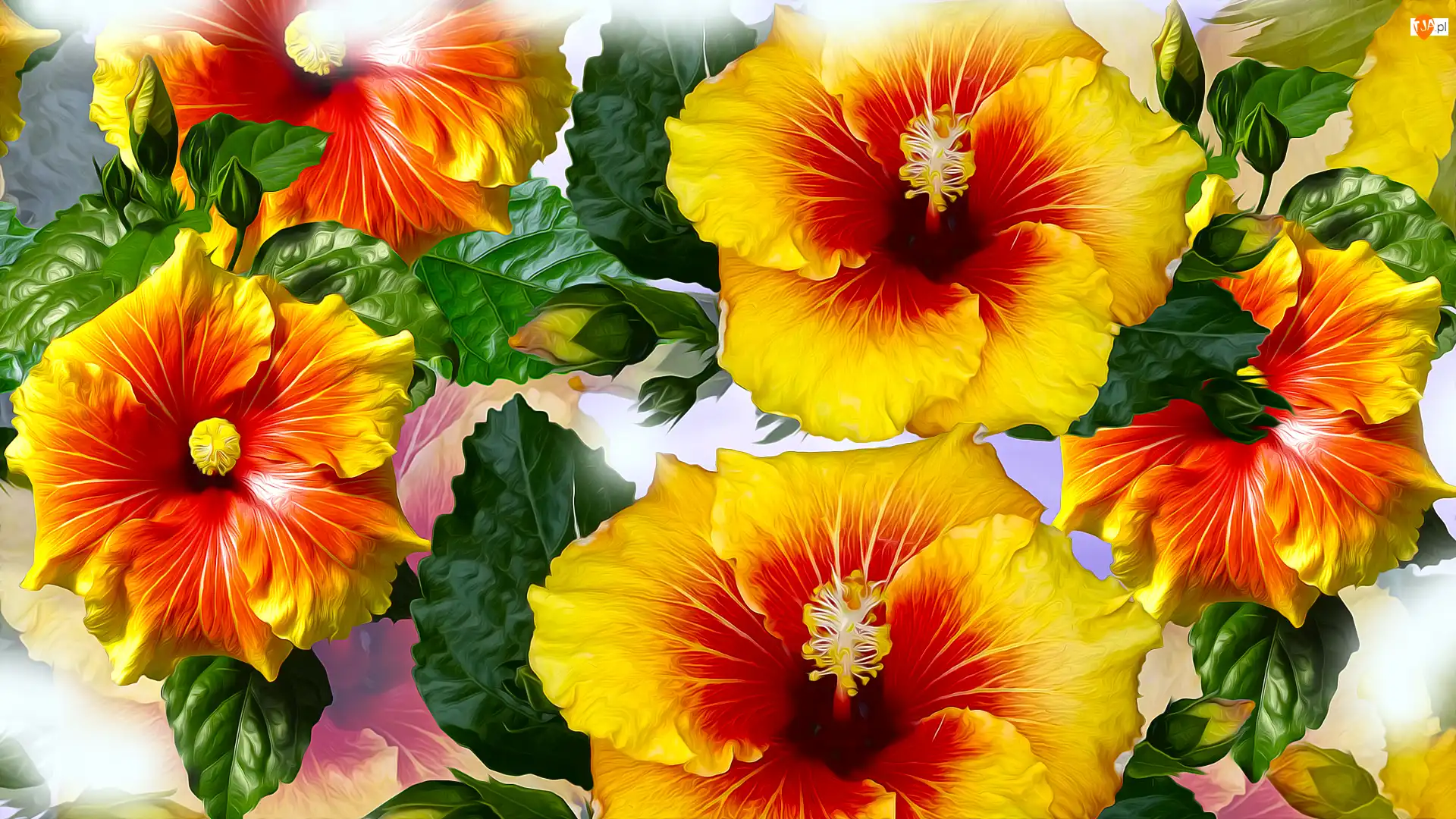 Grafika, Kwiaty, Żółte, Hibiskusy