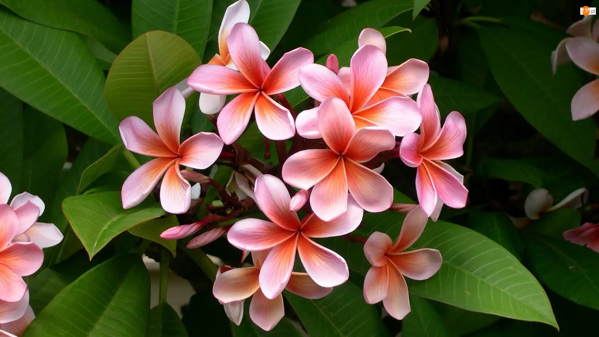 Liście, Różowy, Kwiat, Plumeria