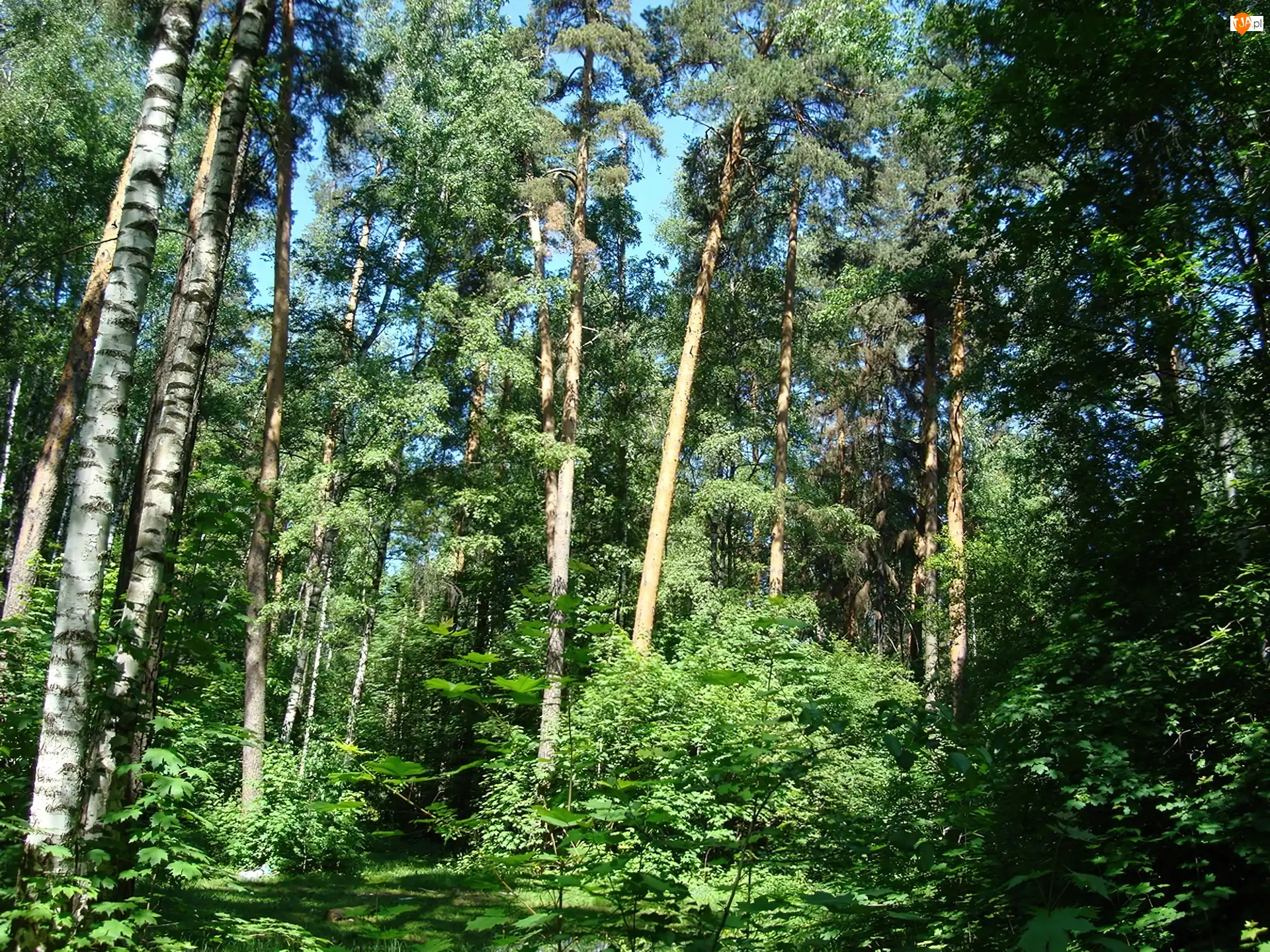 Cienie, Brzozowy, Zagajnik, Światło