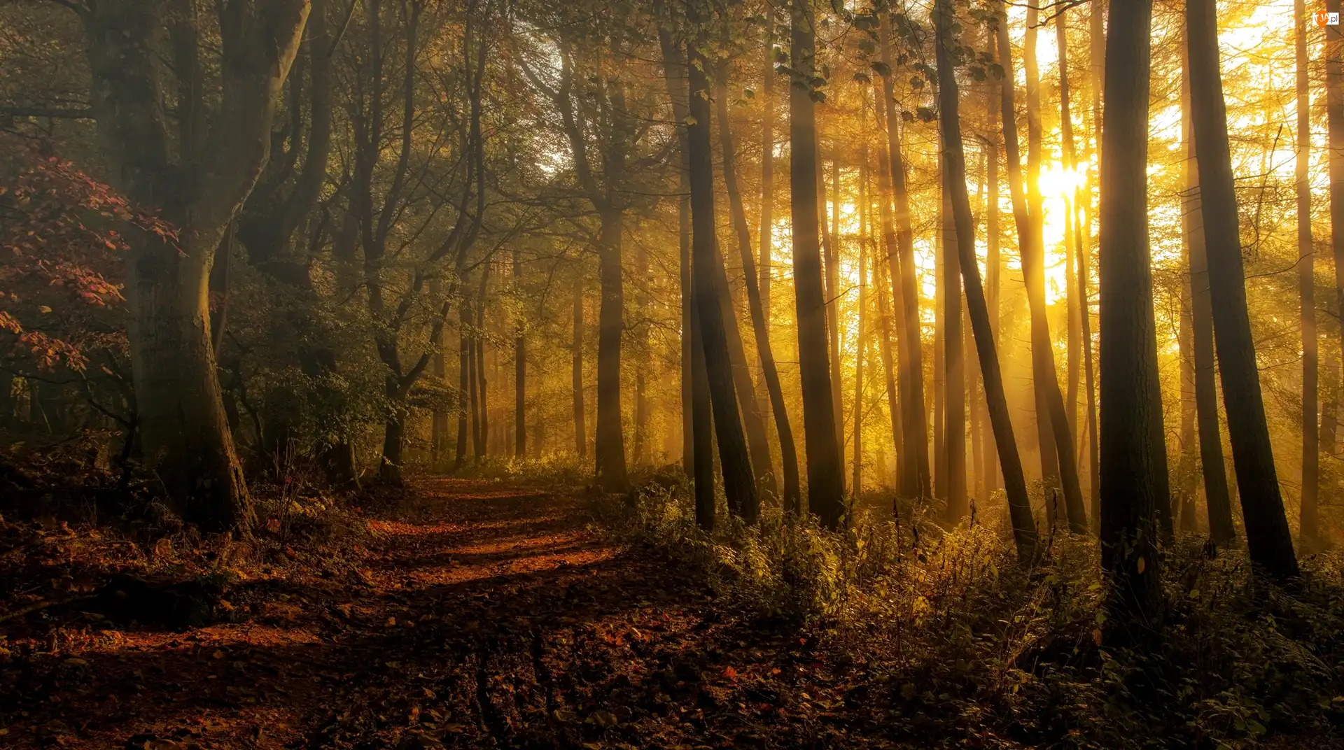 Dróżka, Jesień, Las, Przebijające światło
