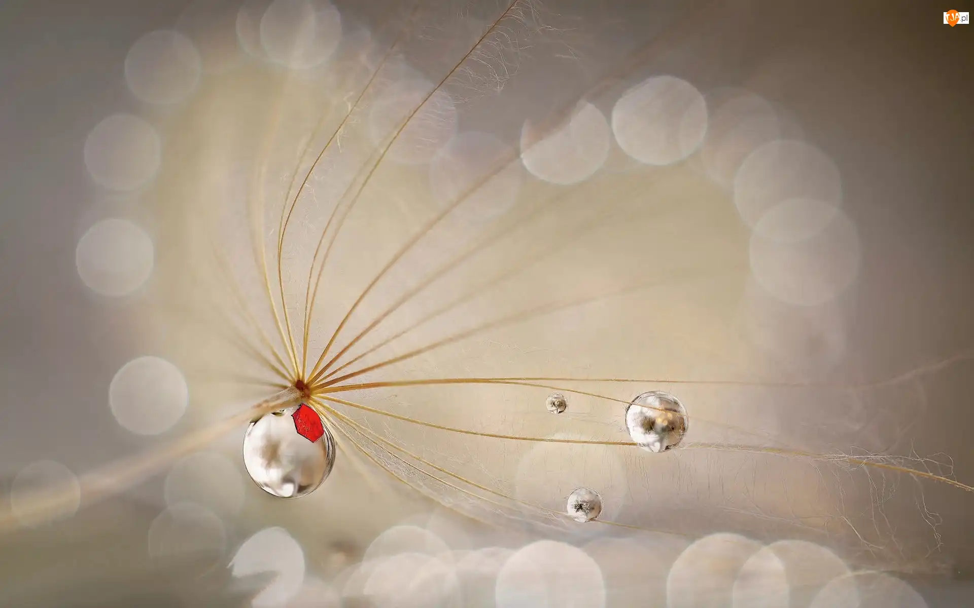 Krople, Bokeh, Niełupek, Dmuchawiec, Makro
