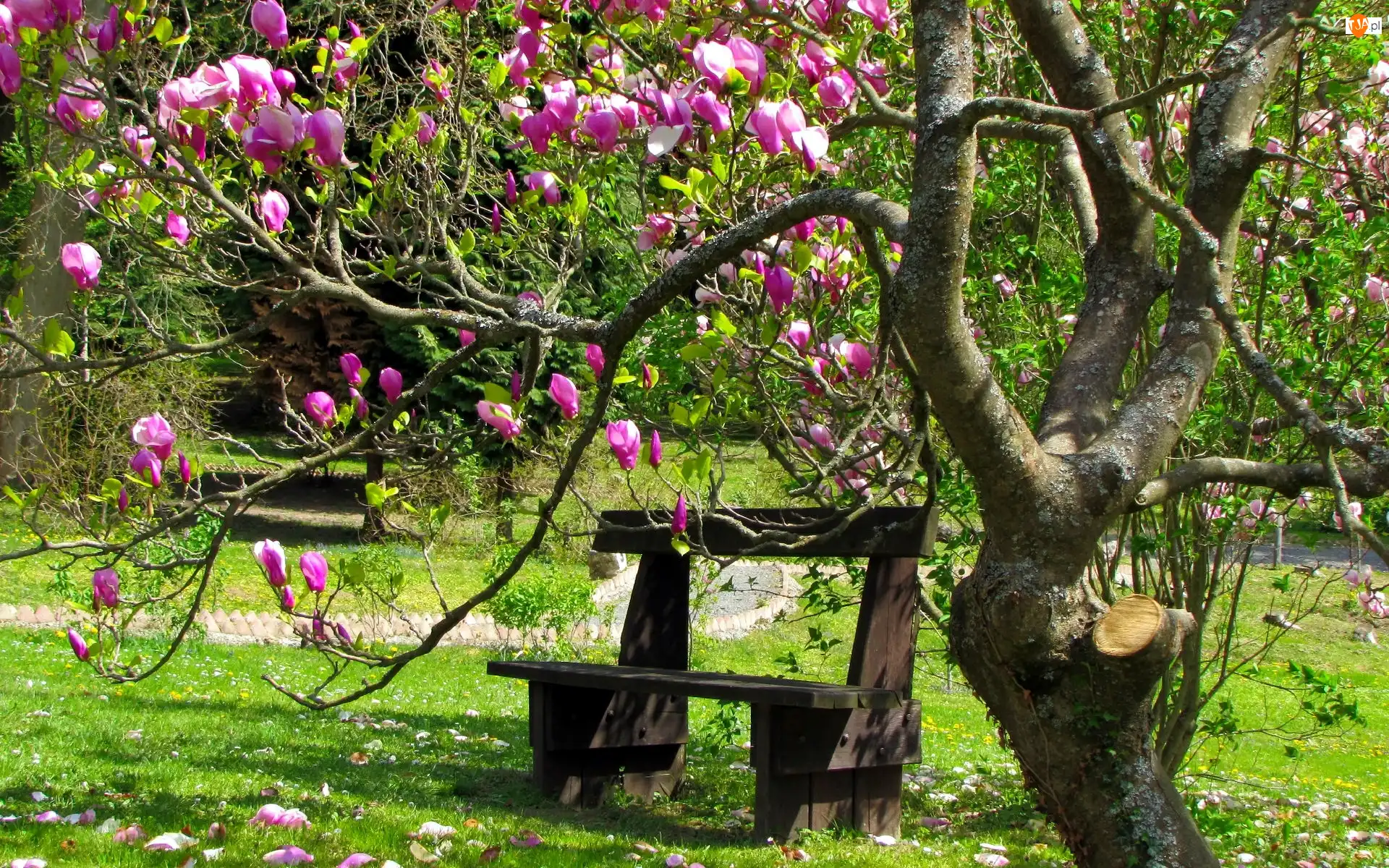 Drzewo, Wiosna, Park, Ławka, Magnolia