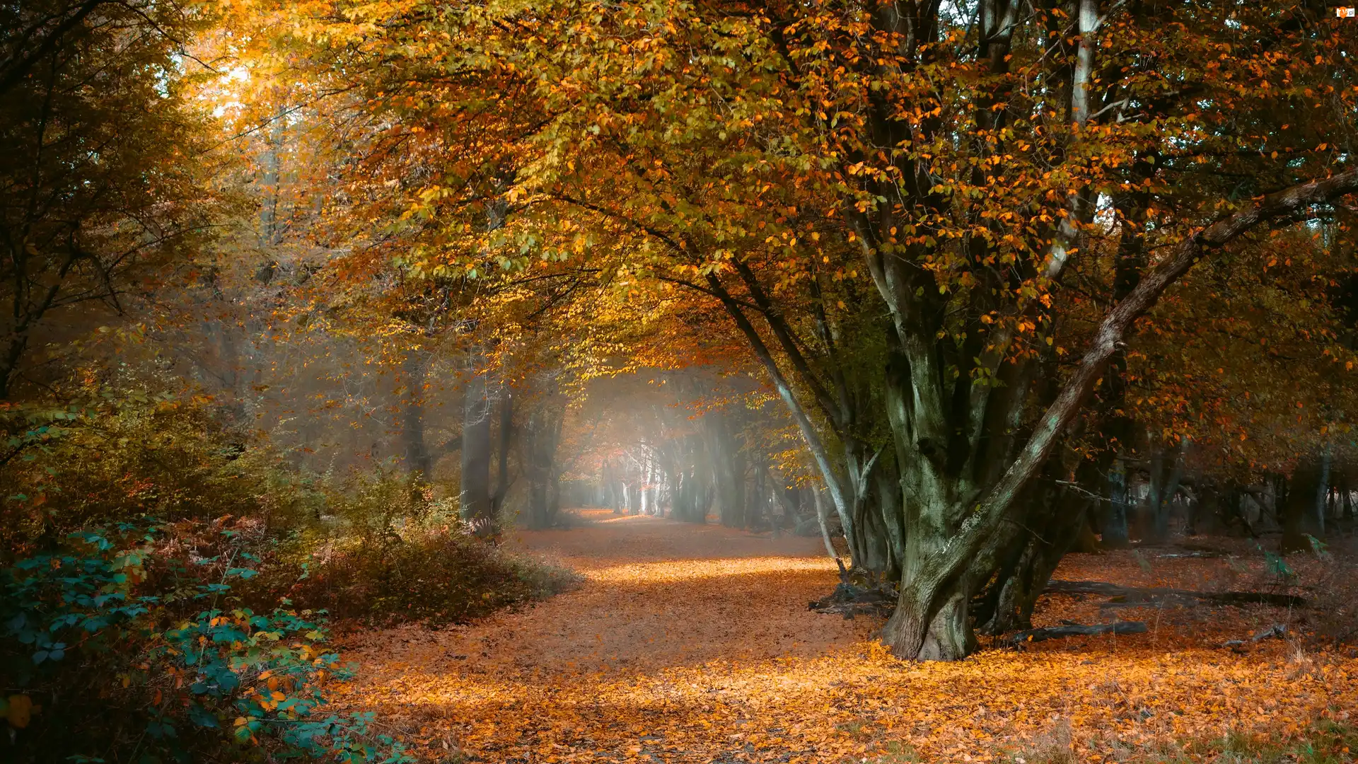 Ścieżka, Jesień, Drzewa, Park, Liście
