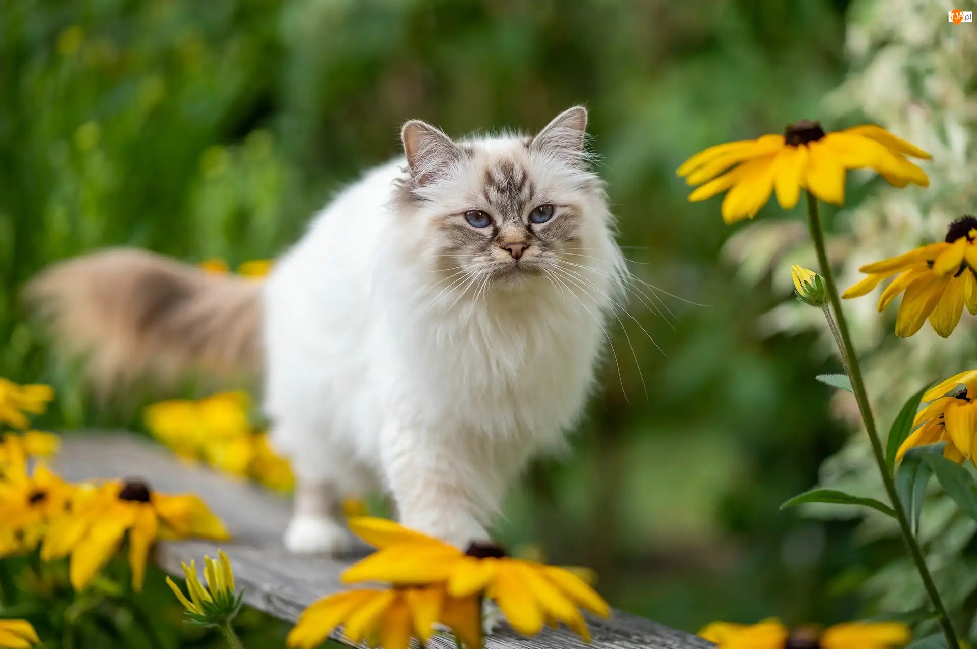 Kot ragdoll, Niebieskie, Rozmycie, Puszysty, Żółte kwiaty, Ławka, Oczy