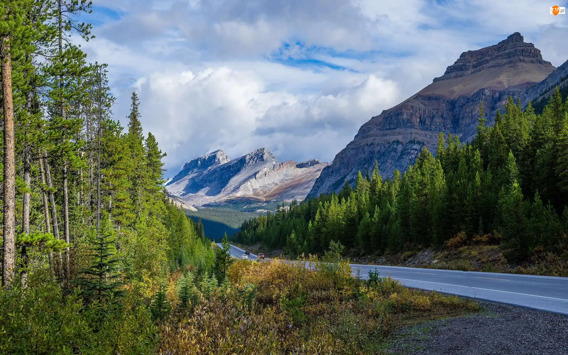 Droga, Góry Skaliste, Świerki, Kanada, Drzewa, Prowincja Alberta