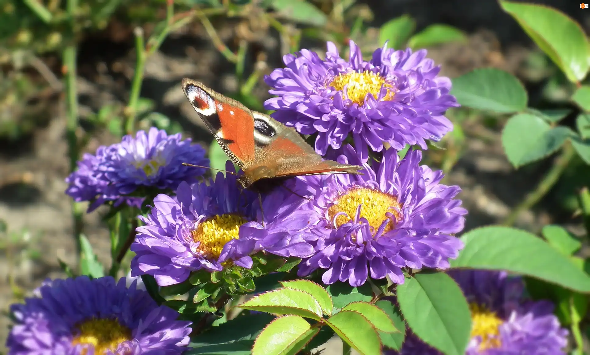 Astry, Motyl, Rusałka pawik, Kwiaty